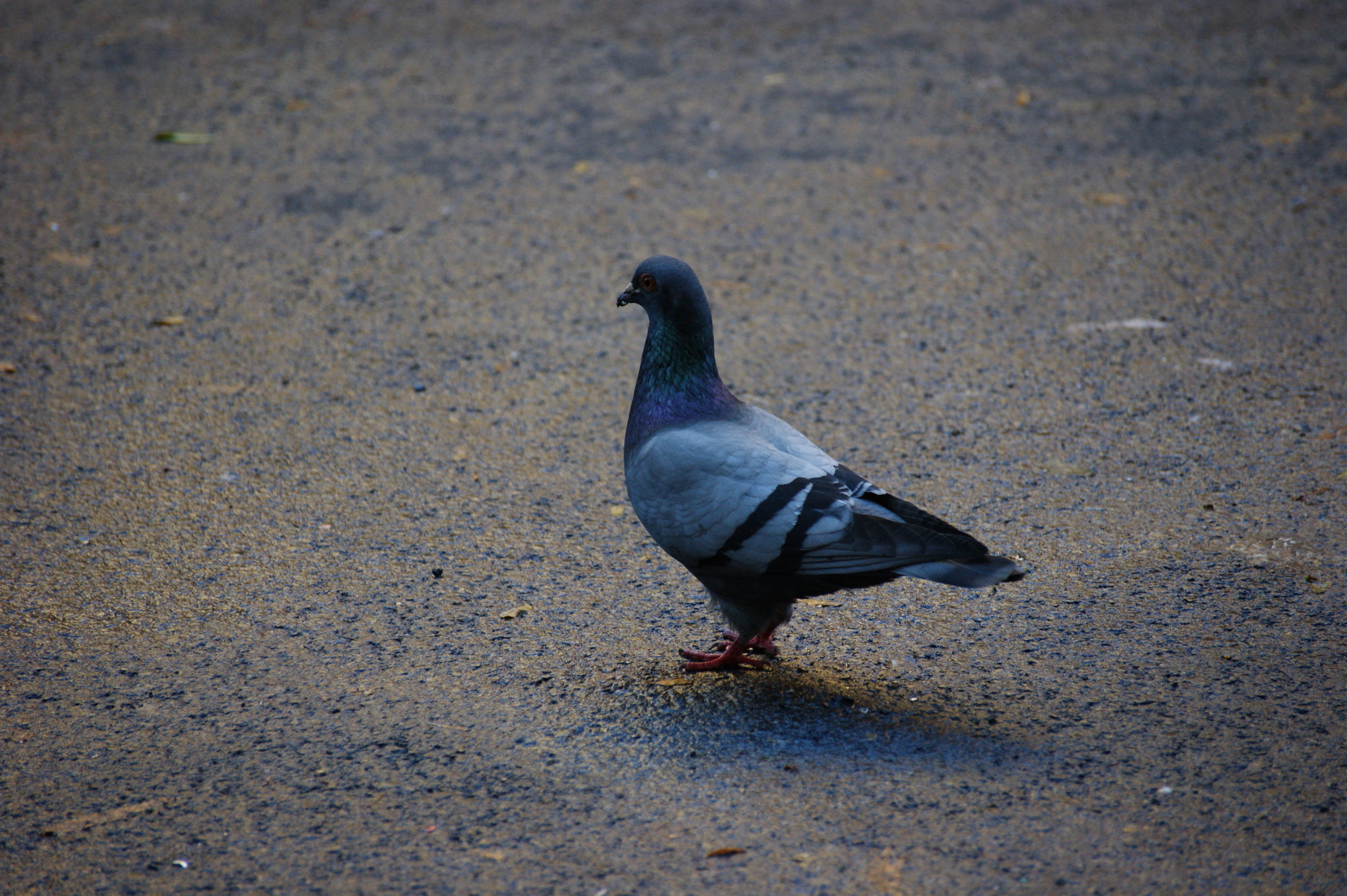 Made Pigeon