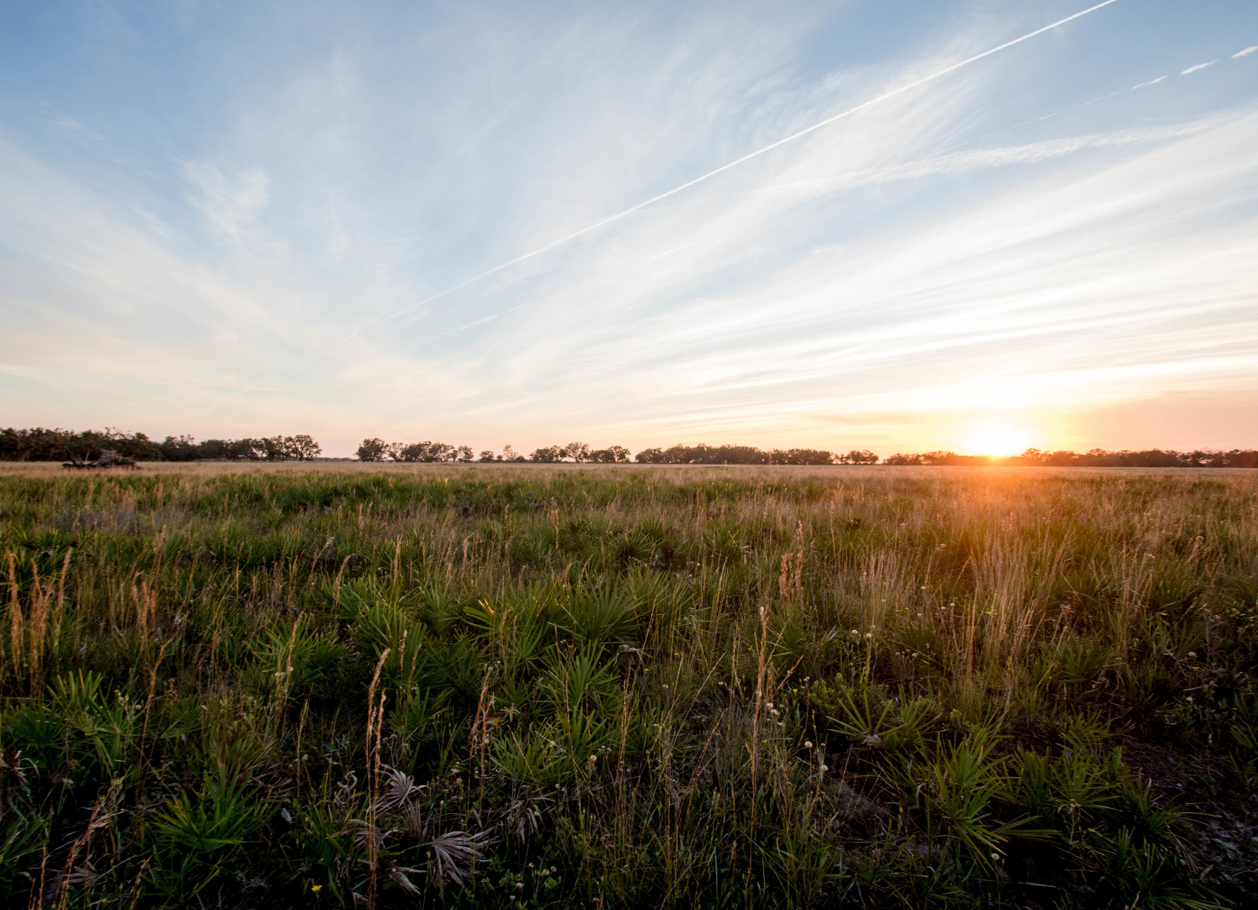  Unchecked suburban sprawl threatens native Florida ecosystems such as wetlands, pine flatwoods, and dry prairie. Pictured above, the Kissimmee Prairie Preserve State Park protects some of the last remaining dry prairie in the state.&nbsp; 