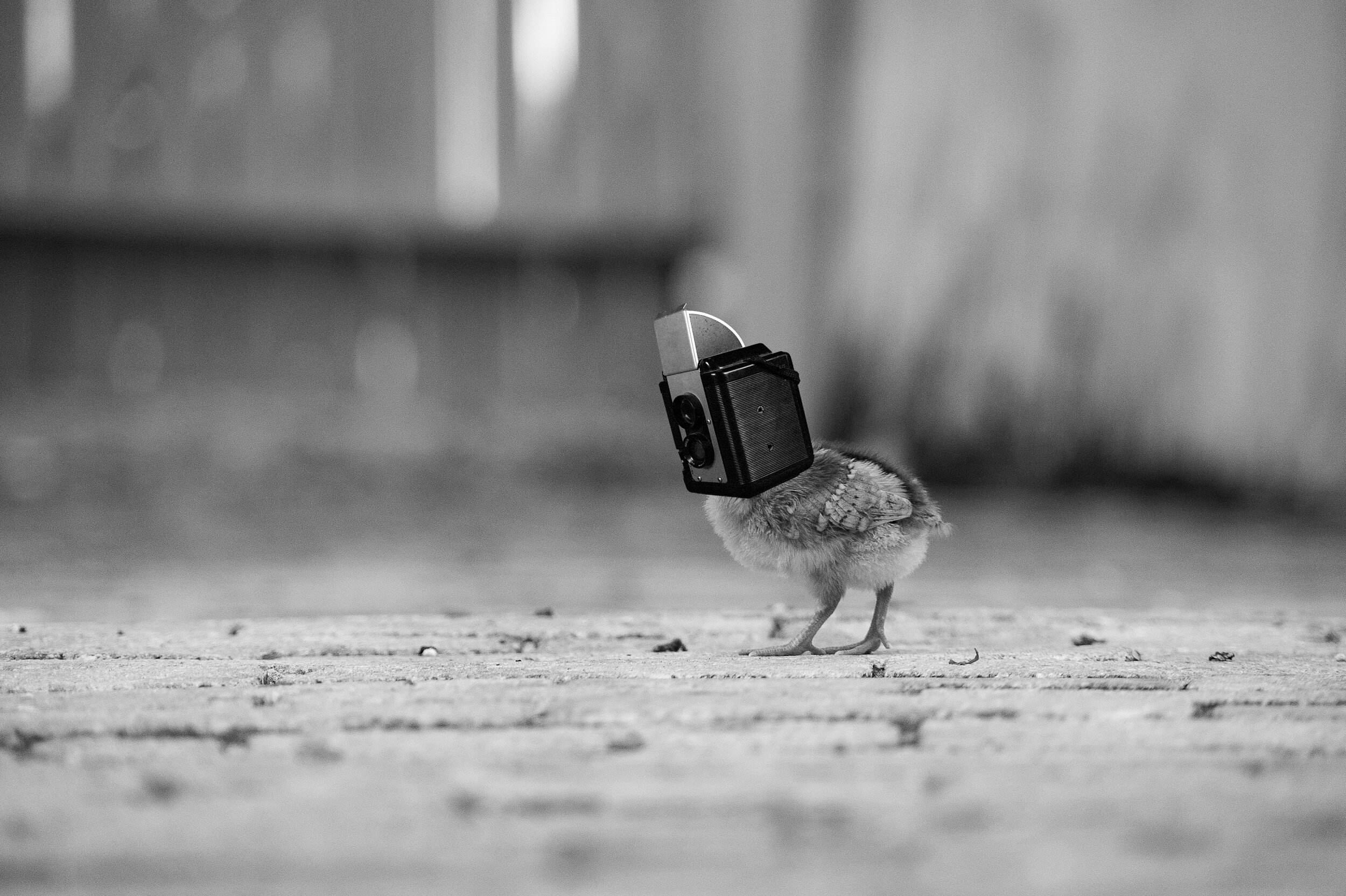Baby Bird 2.jpg