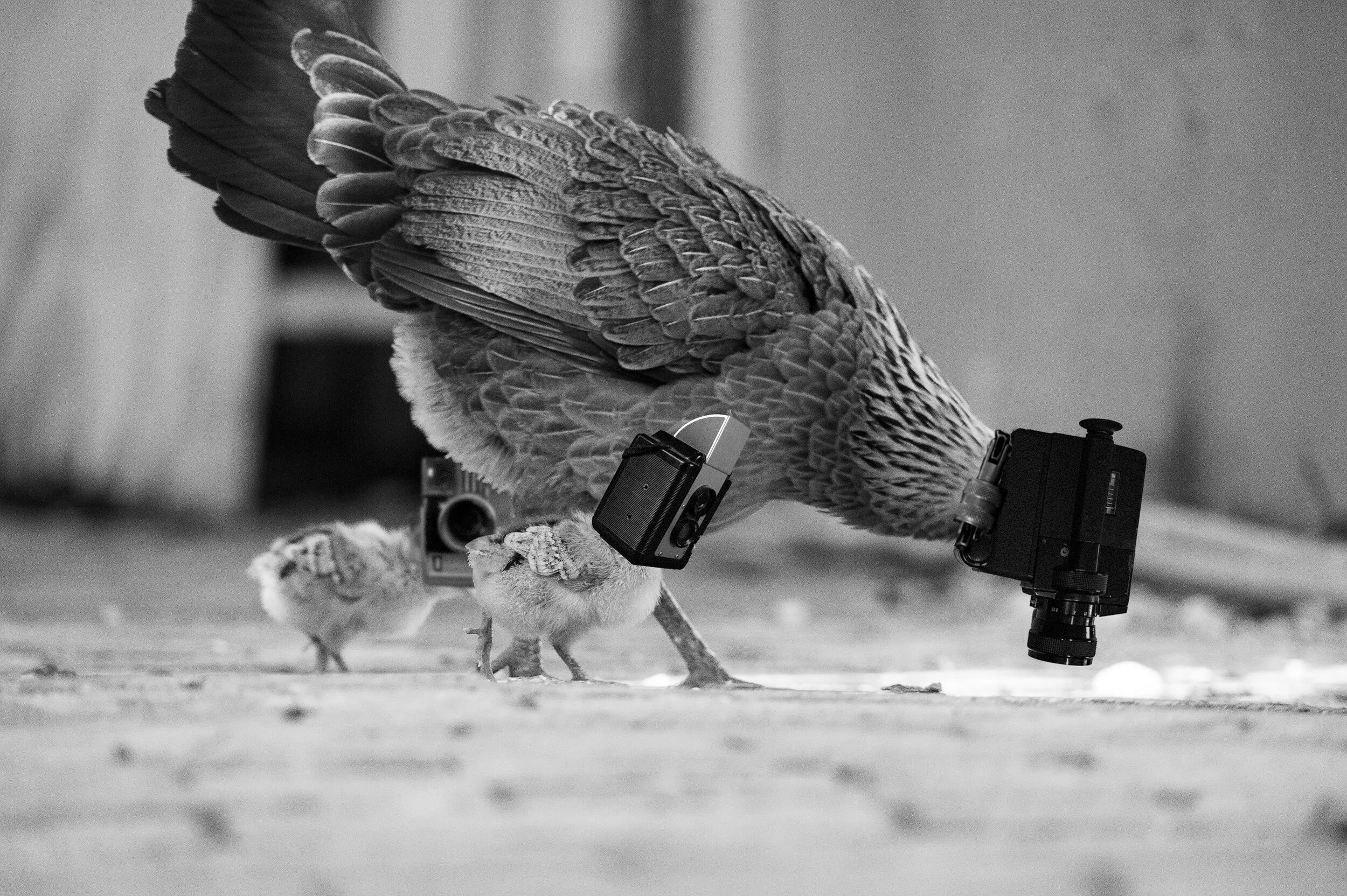 Baby Birds with moma.jpg