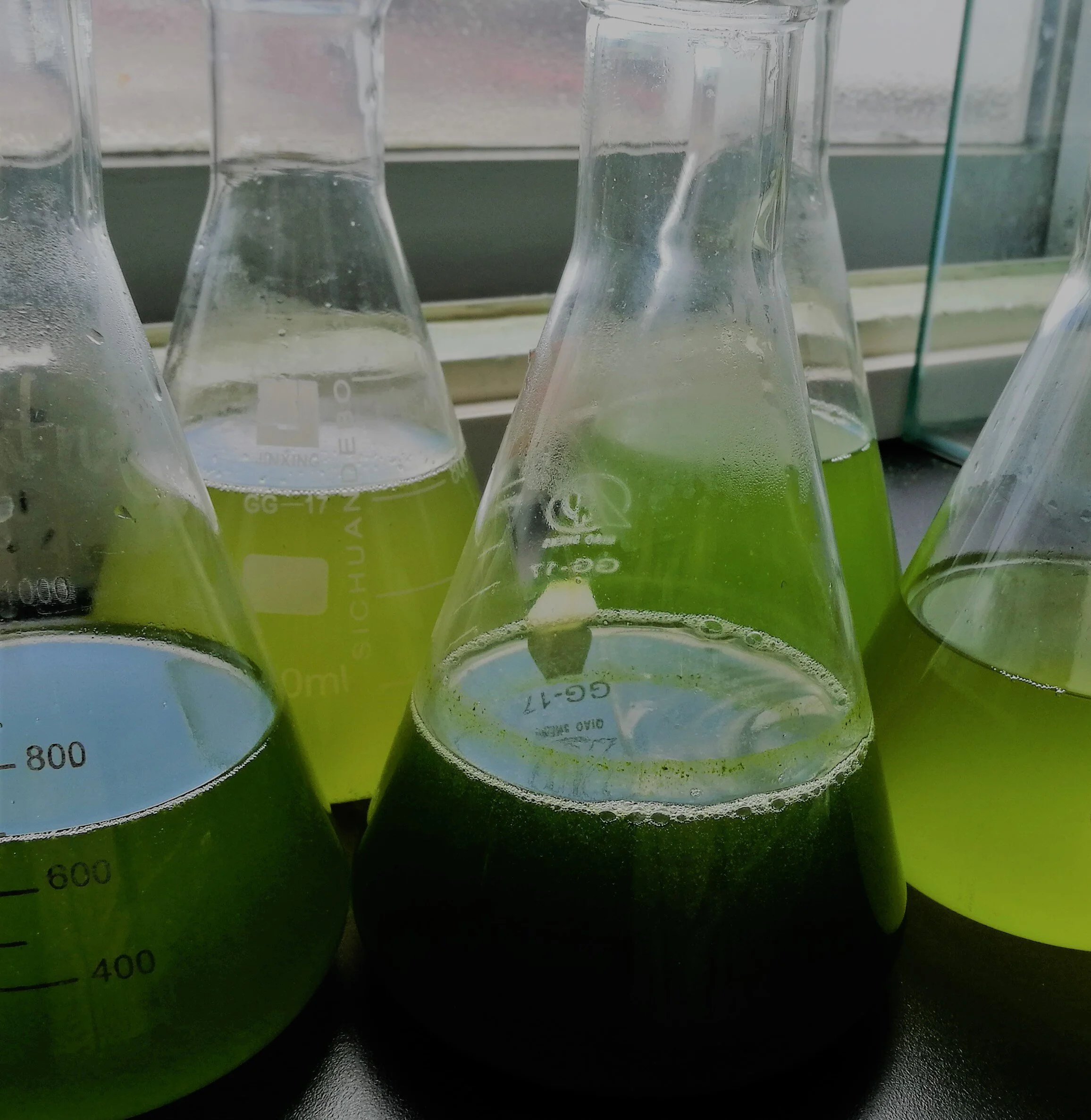 IMG_20170815_103641 enhanced .jpg