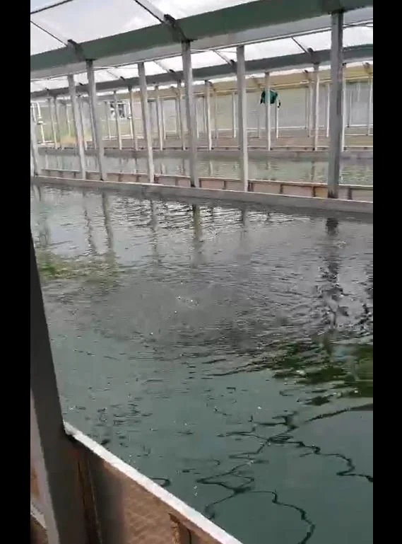 Greenhouse 2.JPG