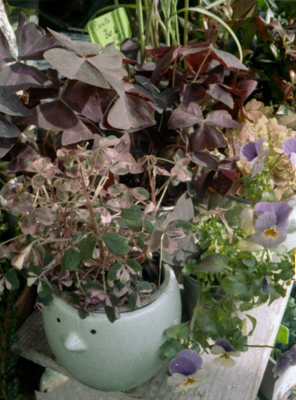 img007.jpeg