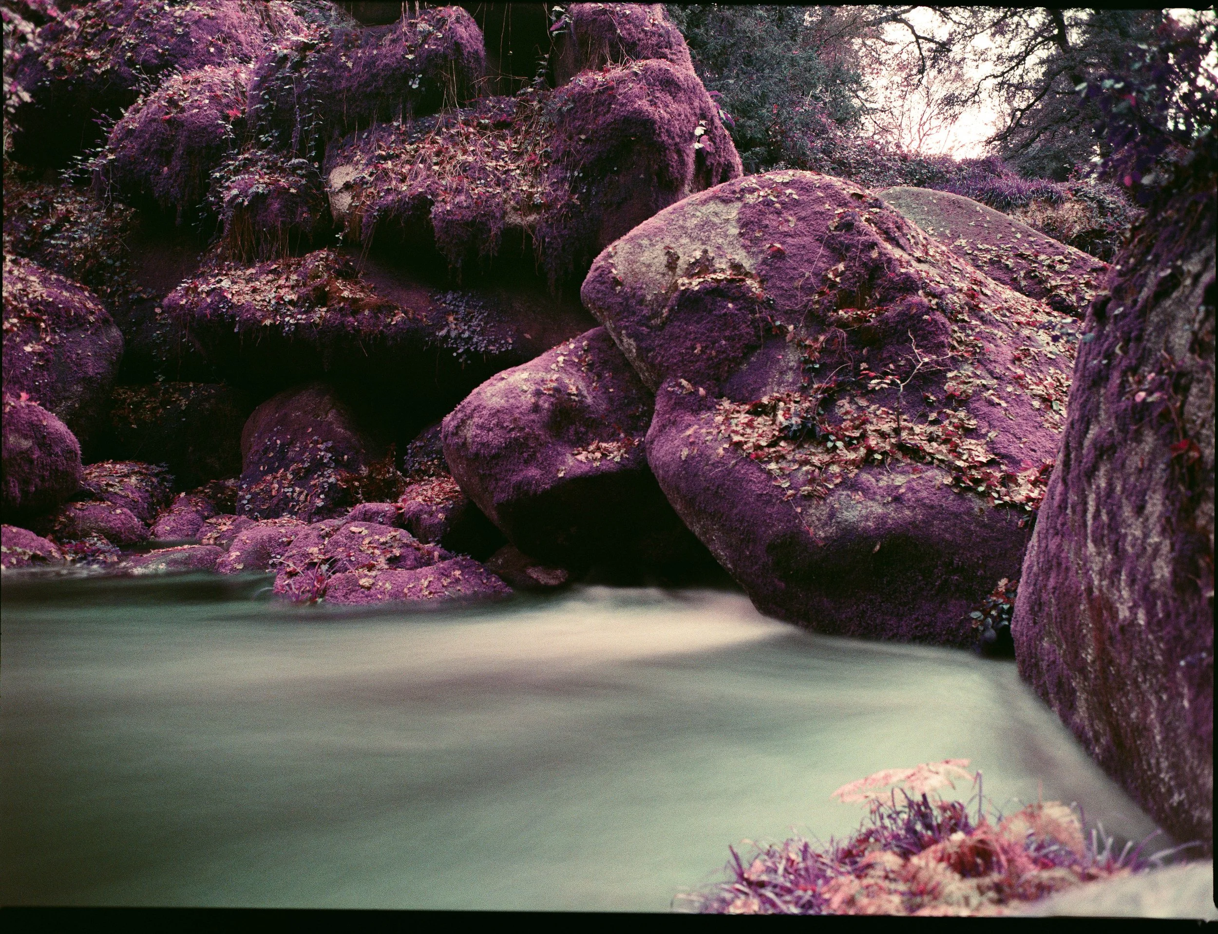 Lomochrome Purple @thom_dzls