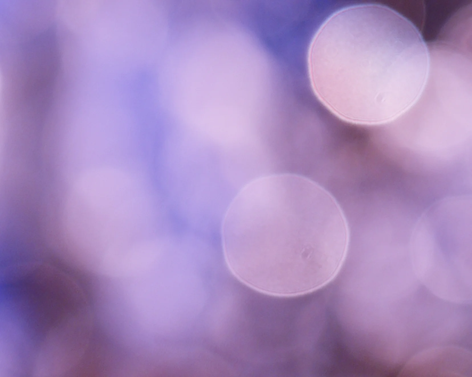 Light Magic - Violet