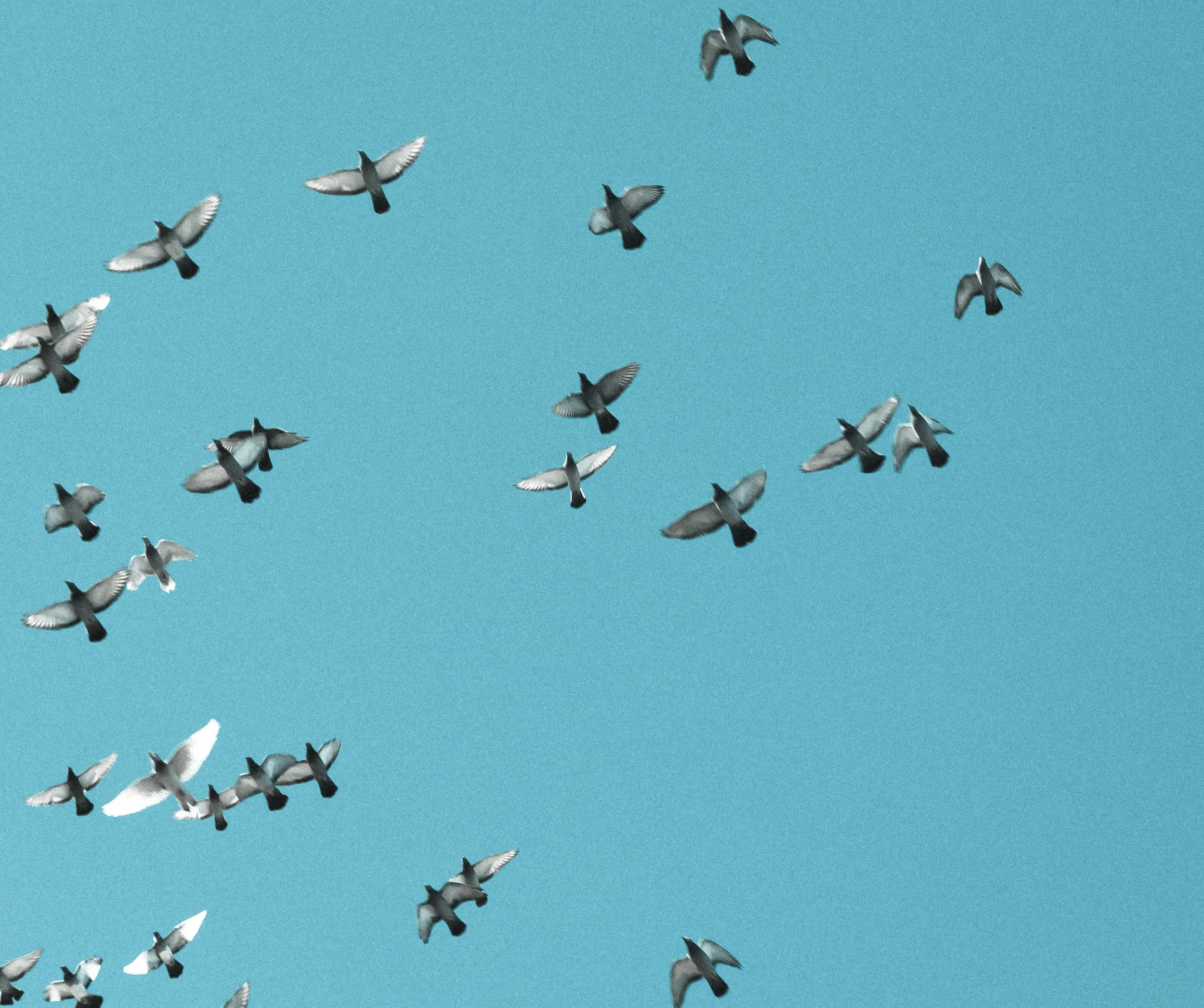 Birds.jpg