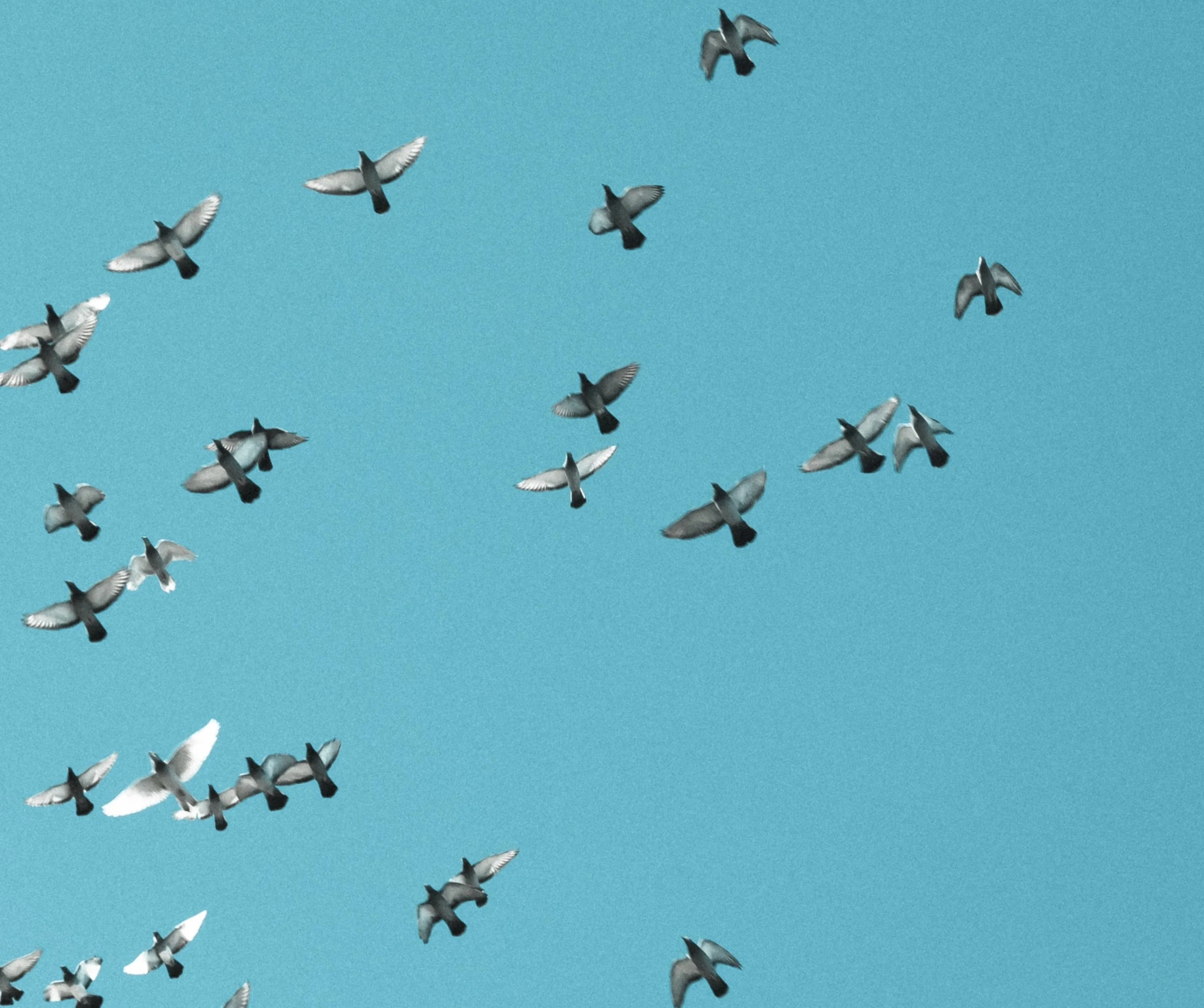 Birds.jpg