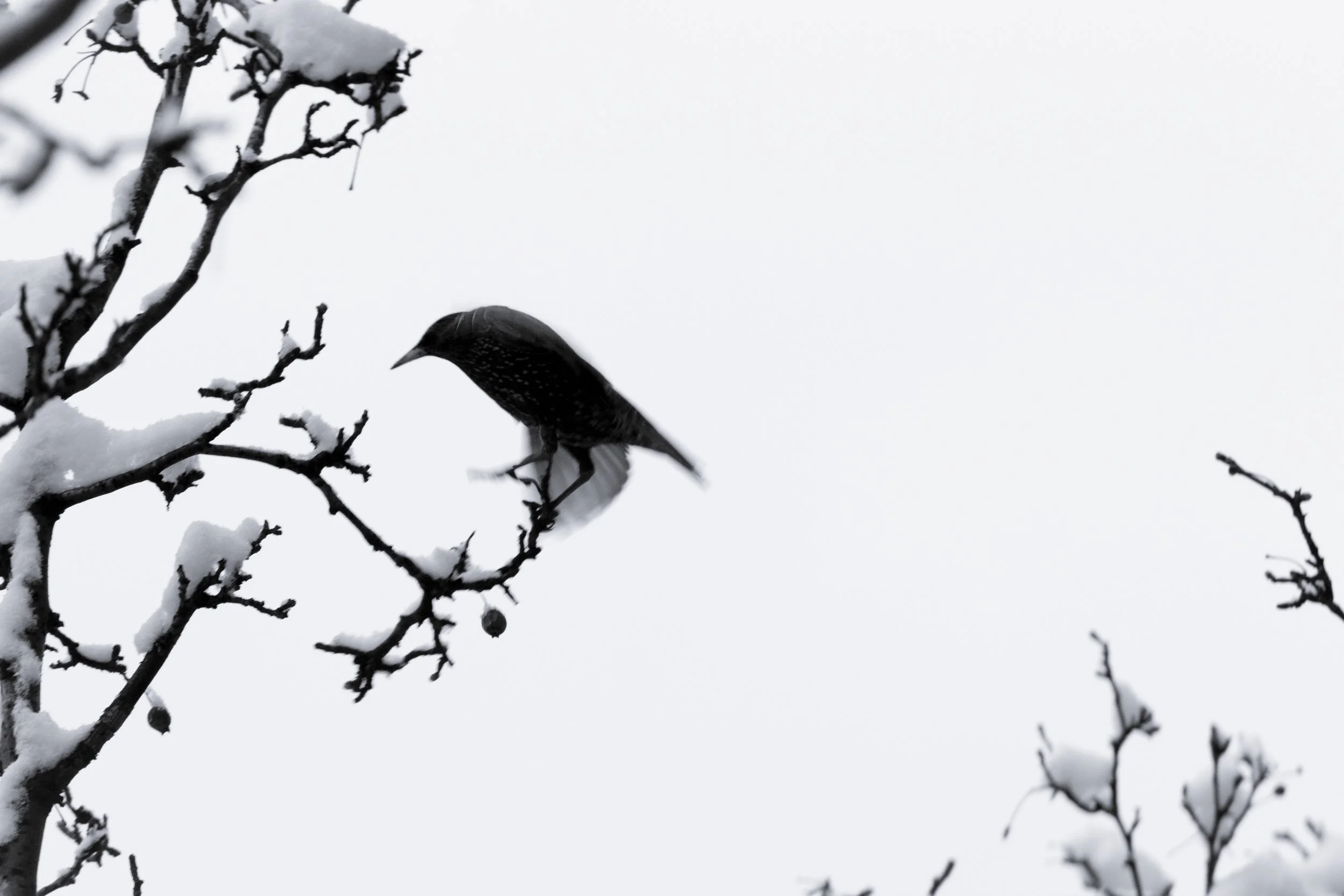 Blackbird.jpg