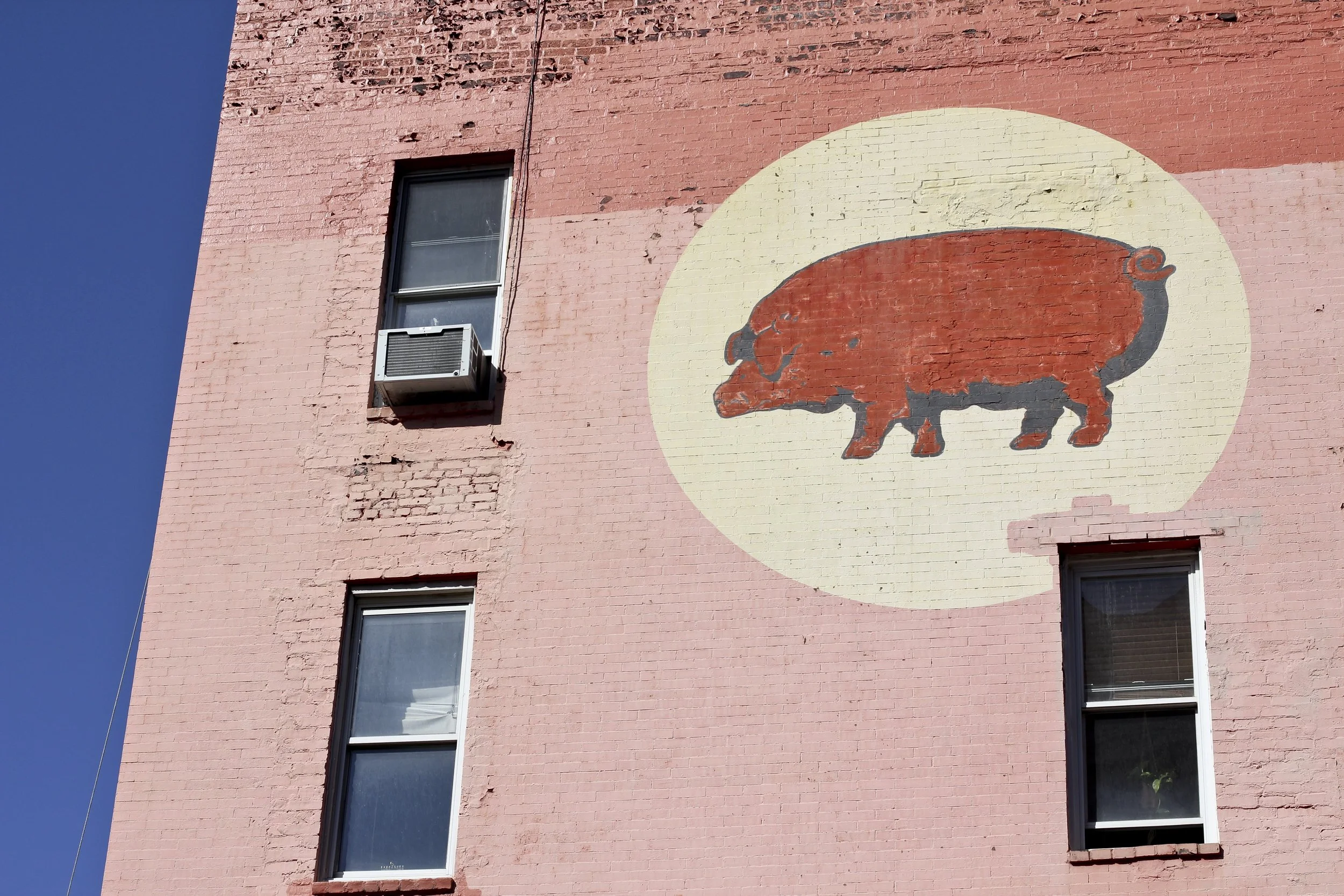 City Pig.jpg