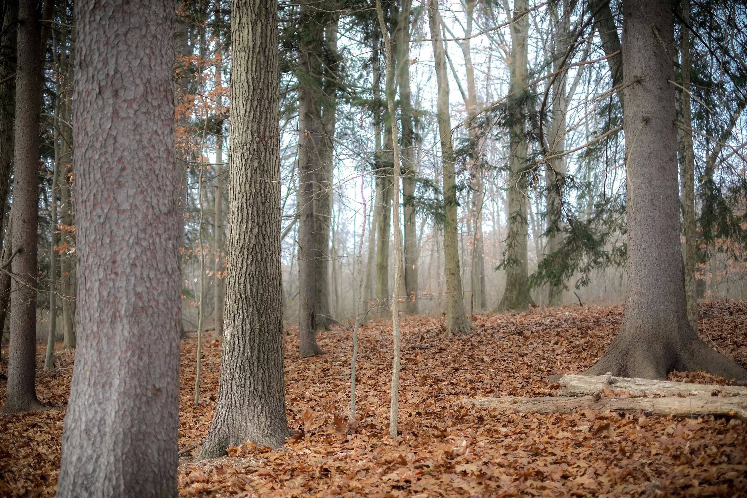 Deserted Village-enchanted forest.jpg