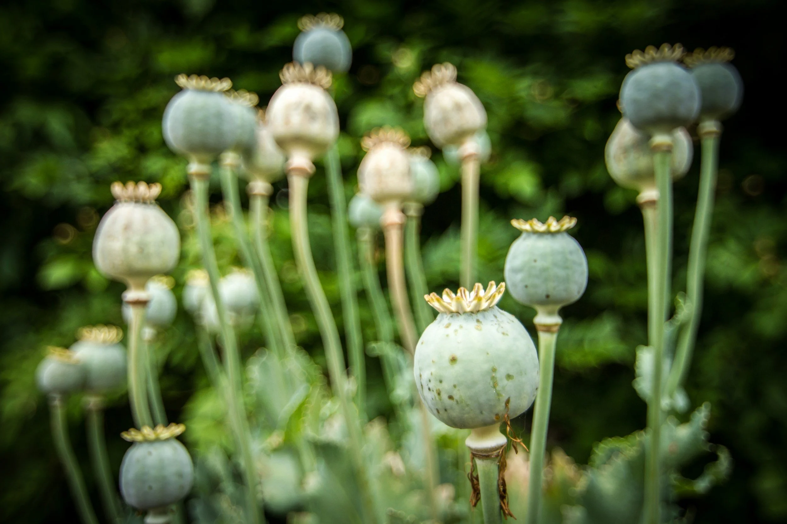 Afghanistan Completes Opium Crackdown