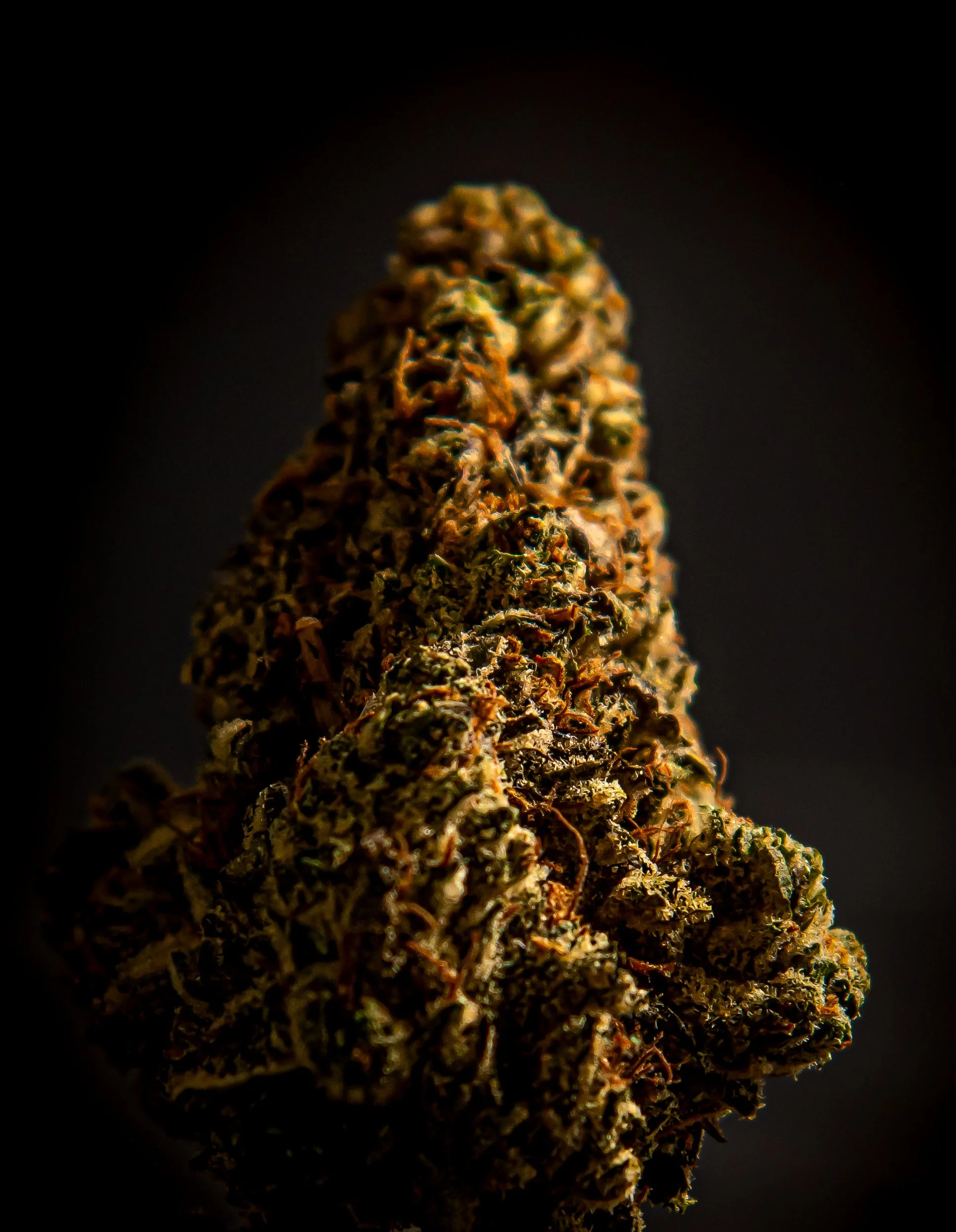 Close-up of a cannabis bud against a dark background.