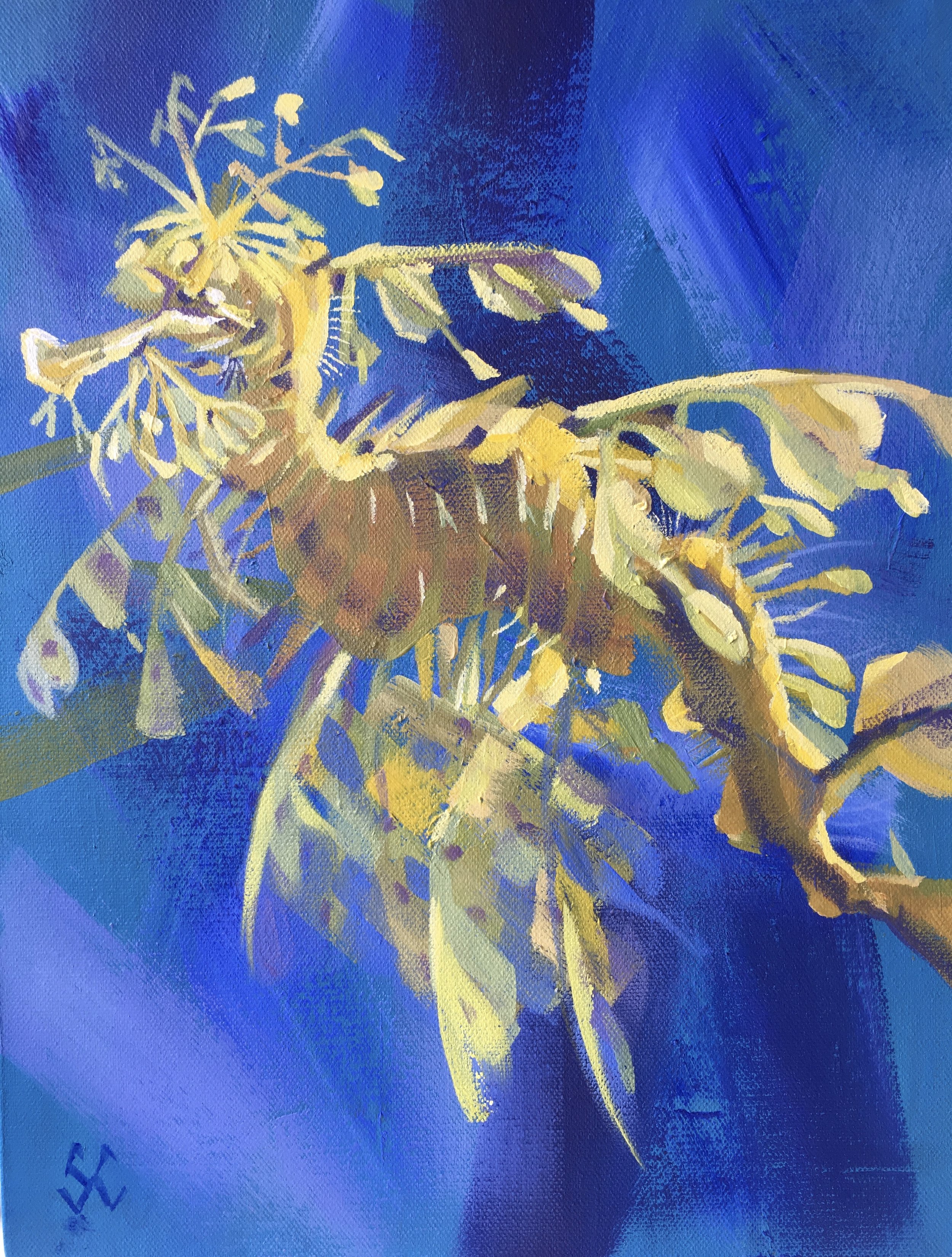 Leafy Sea Dragon ©Susan Clare