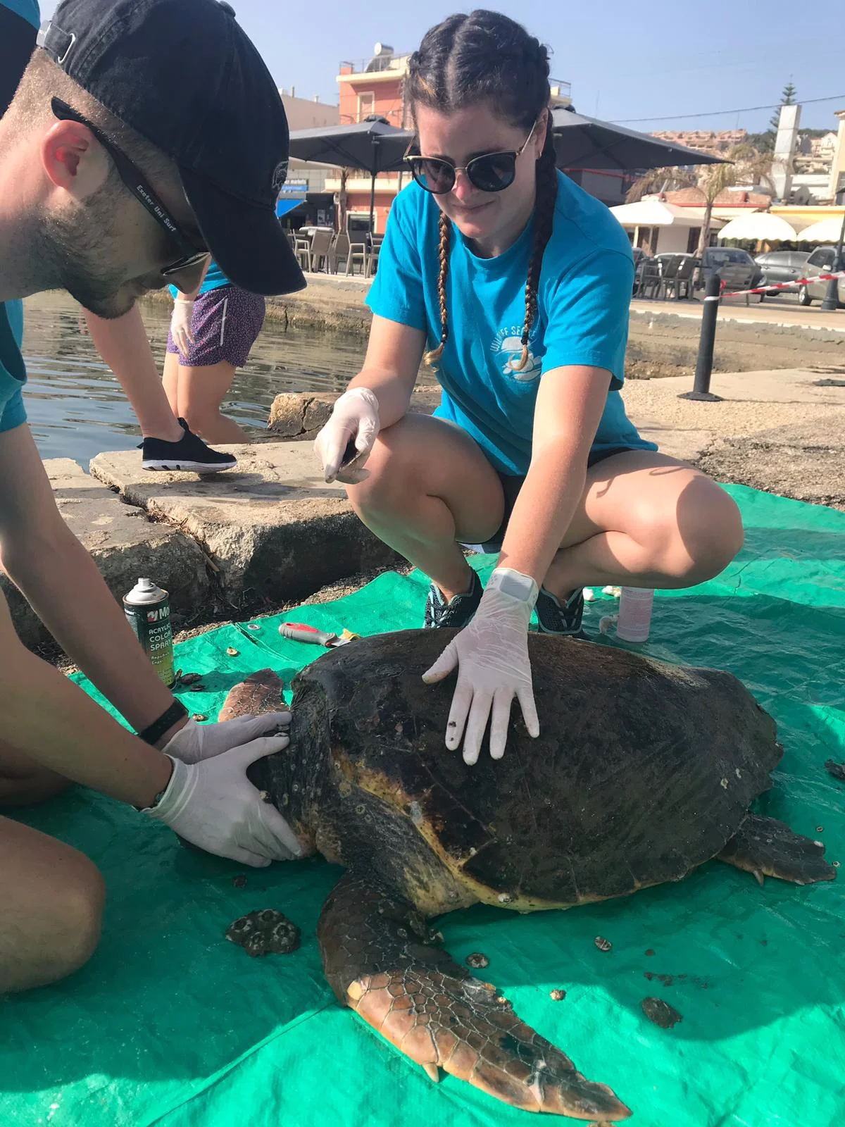 Annya at work, caring for a Green Sea Turtle.