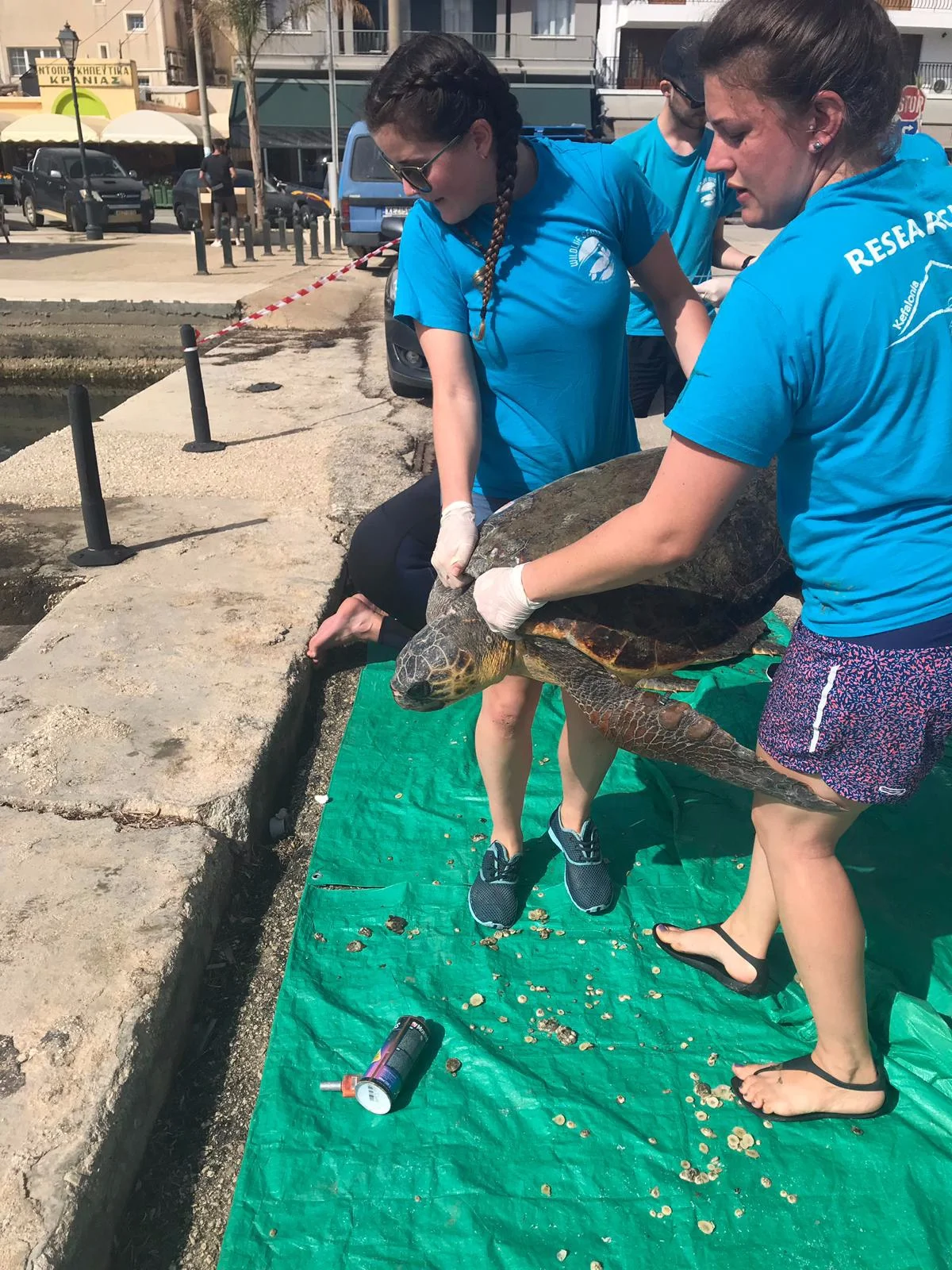 Caring for turtles involves heavy physical work…