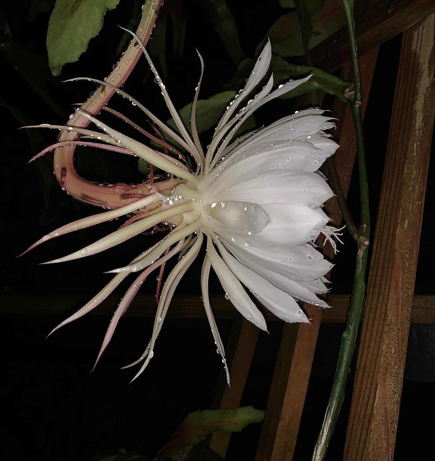 This August supermoon is showering us with blessings&hellip;
🌕
Not only the rain, but this amazing Cereus flower decided to bloom tonight.
🤩
It&rsquo;s my first bloom and I&rsquo;m totally in awe!
🌟
Oh and did I mention the divine perfume?
😊
#ful