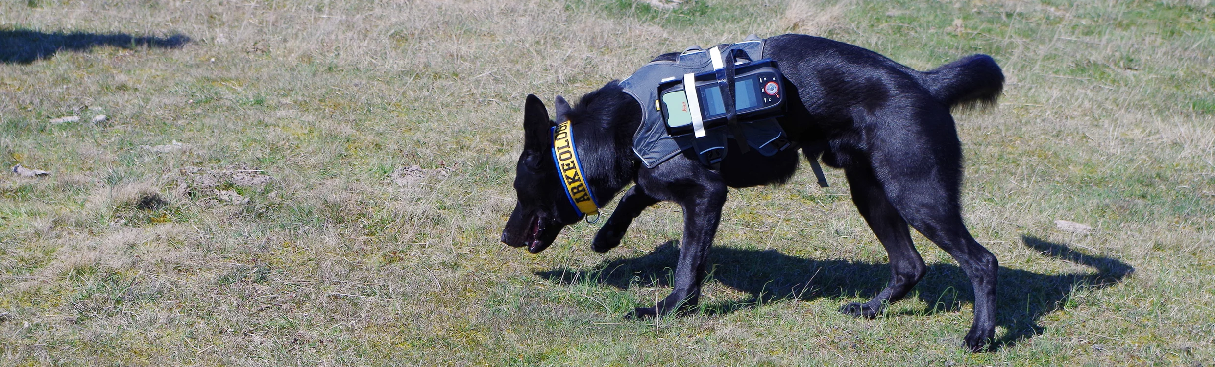 Dogs and GIS!