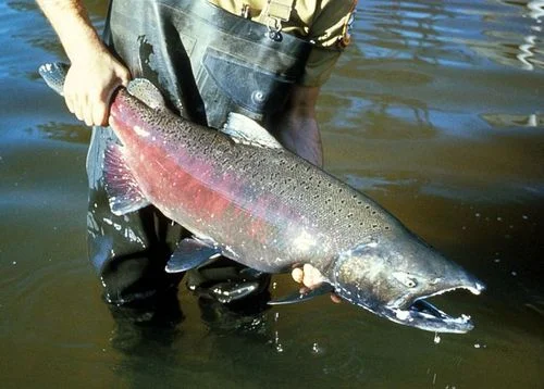Fall Shore Fishing