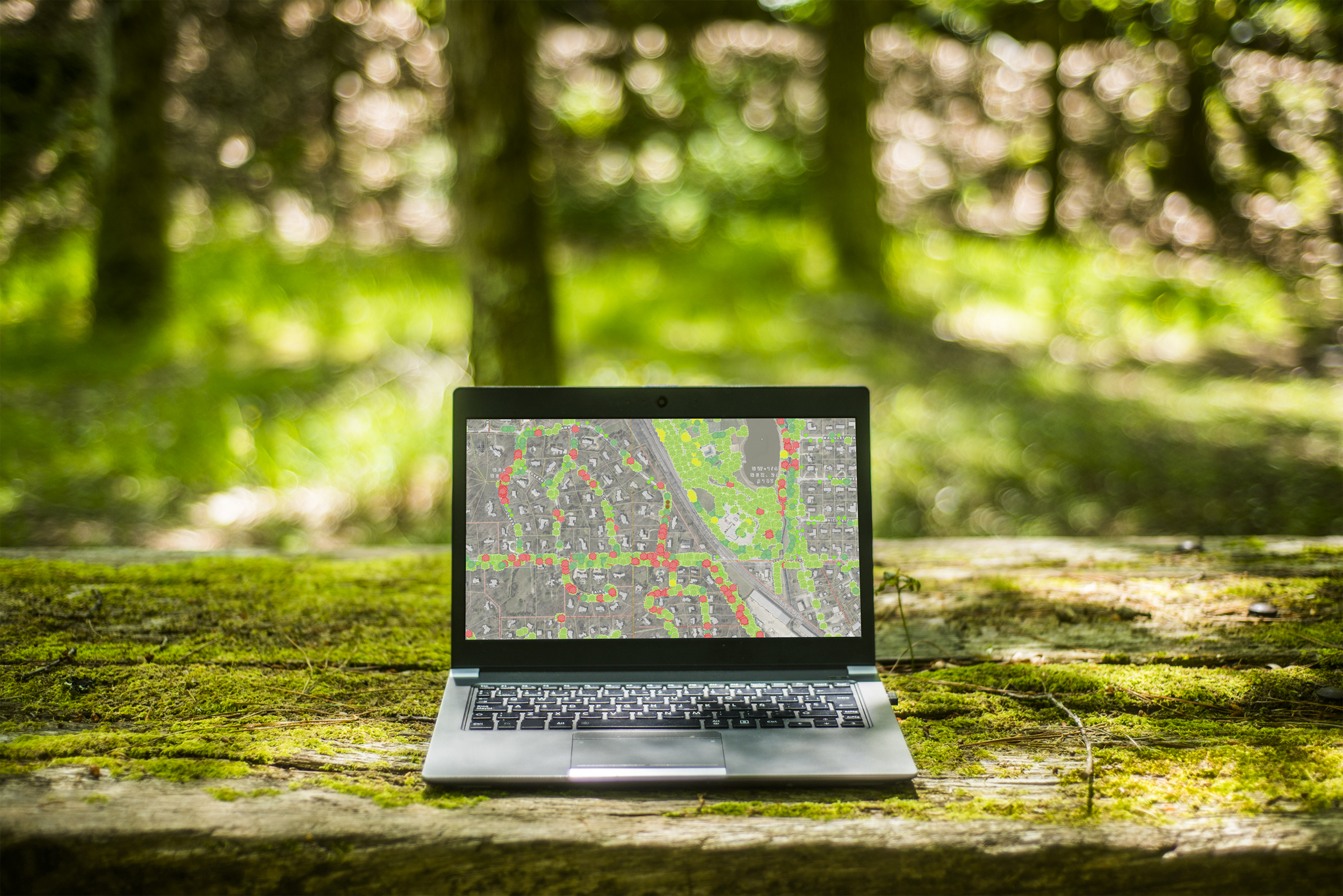 tree banner ortho2.png