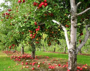 Apple tree.jpg