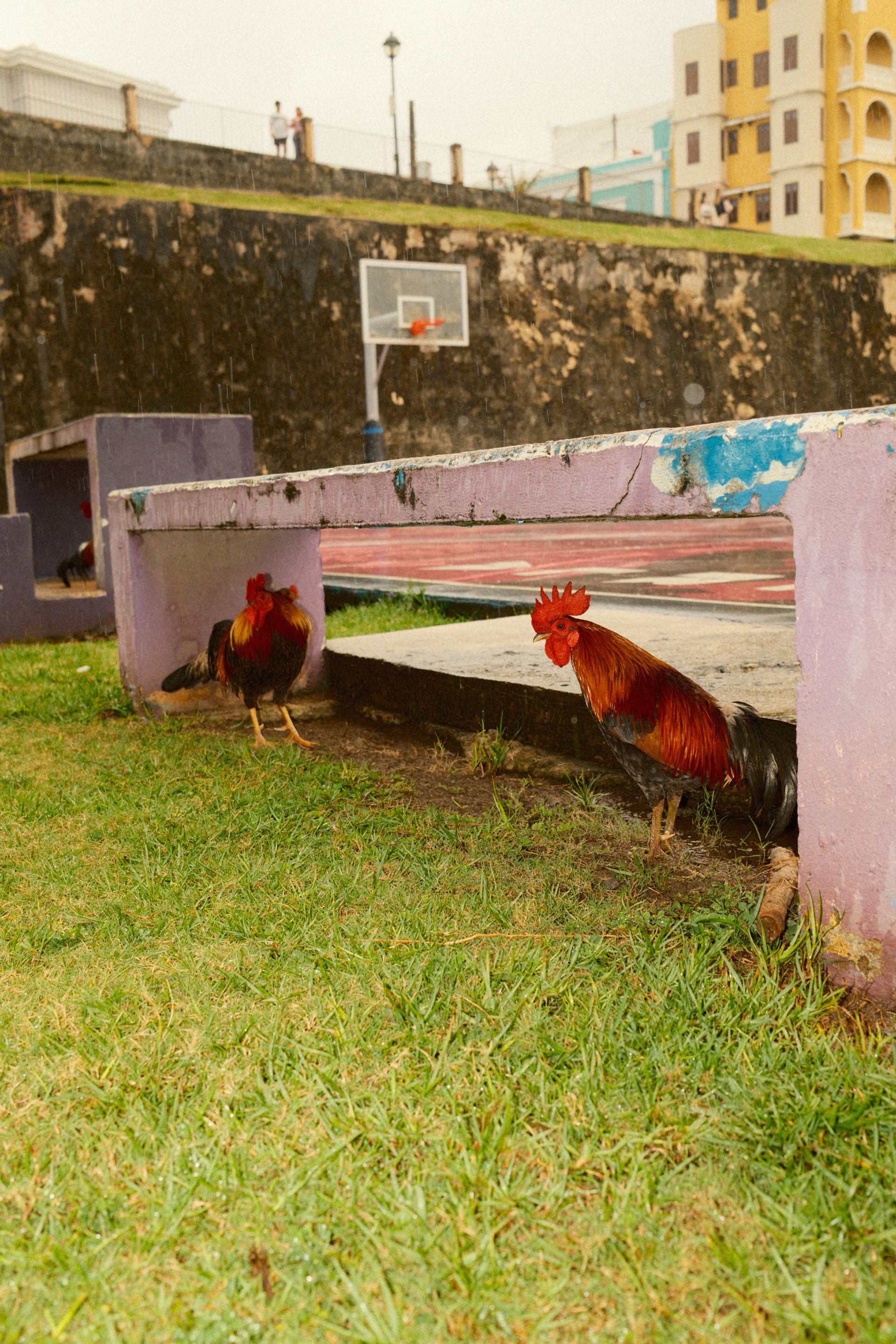 Gallos.jpg