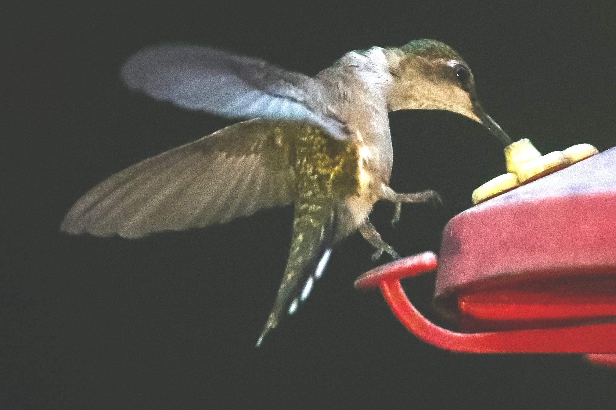 Hummingbird in LaPlume Township, AP