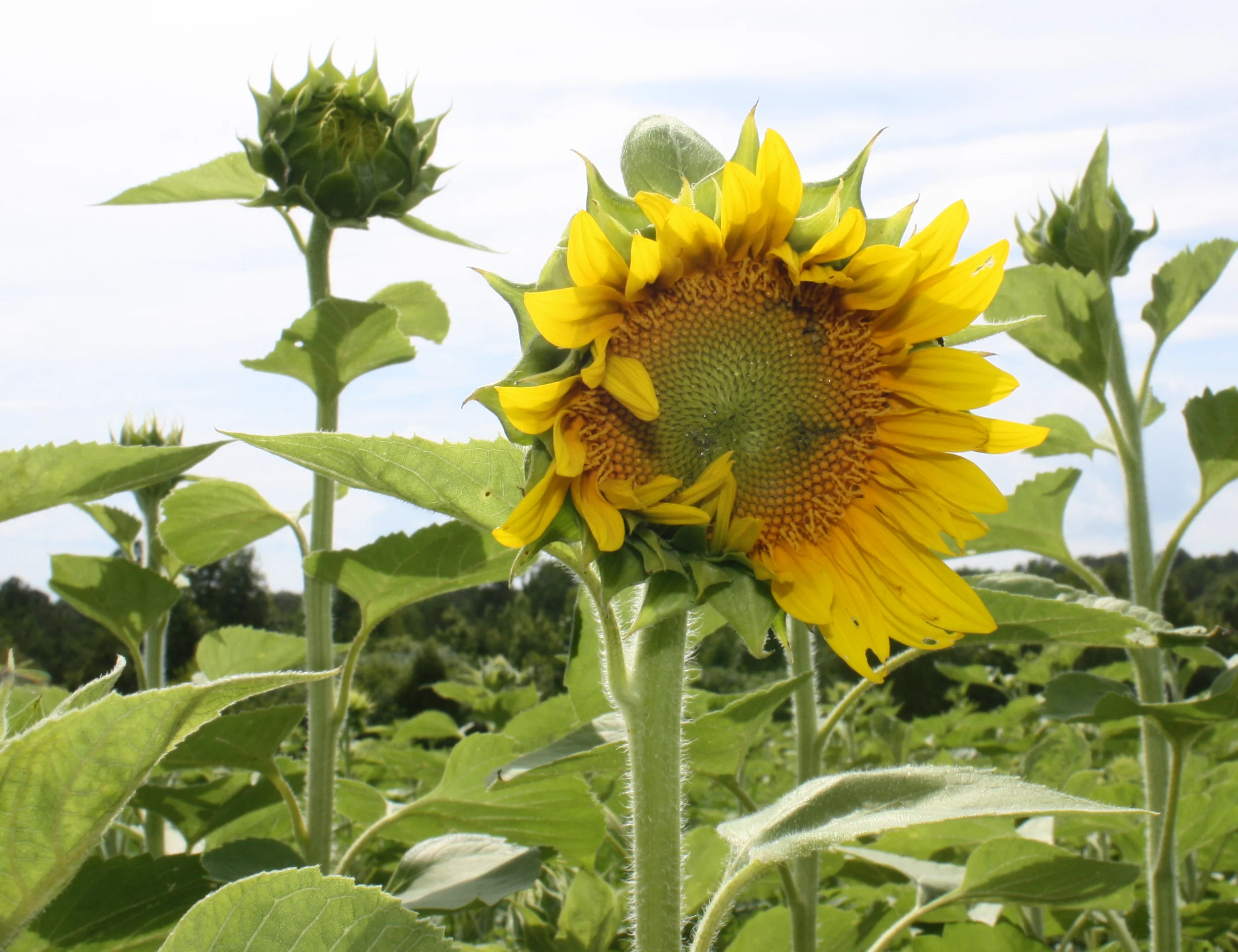 sunflowerwithbud.jpg