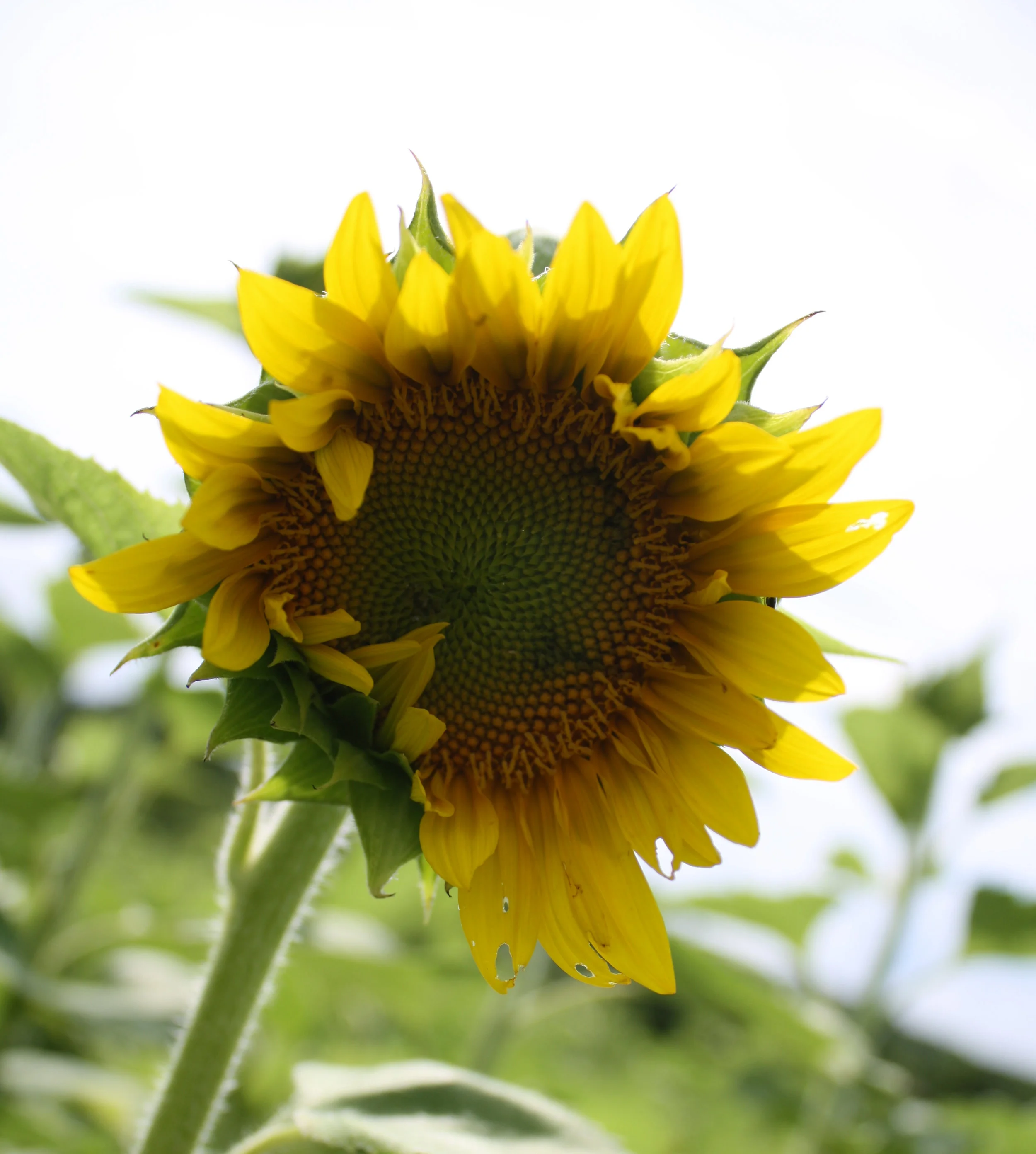 sunflower solo.jpg