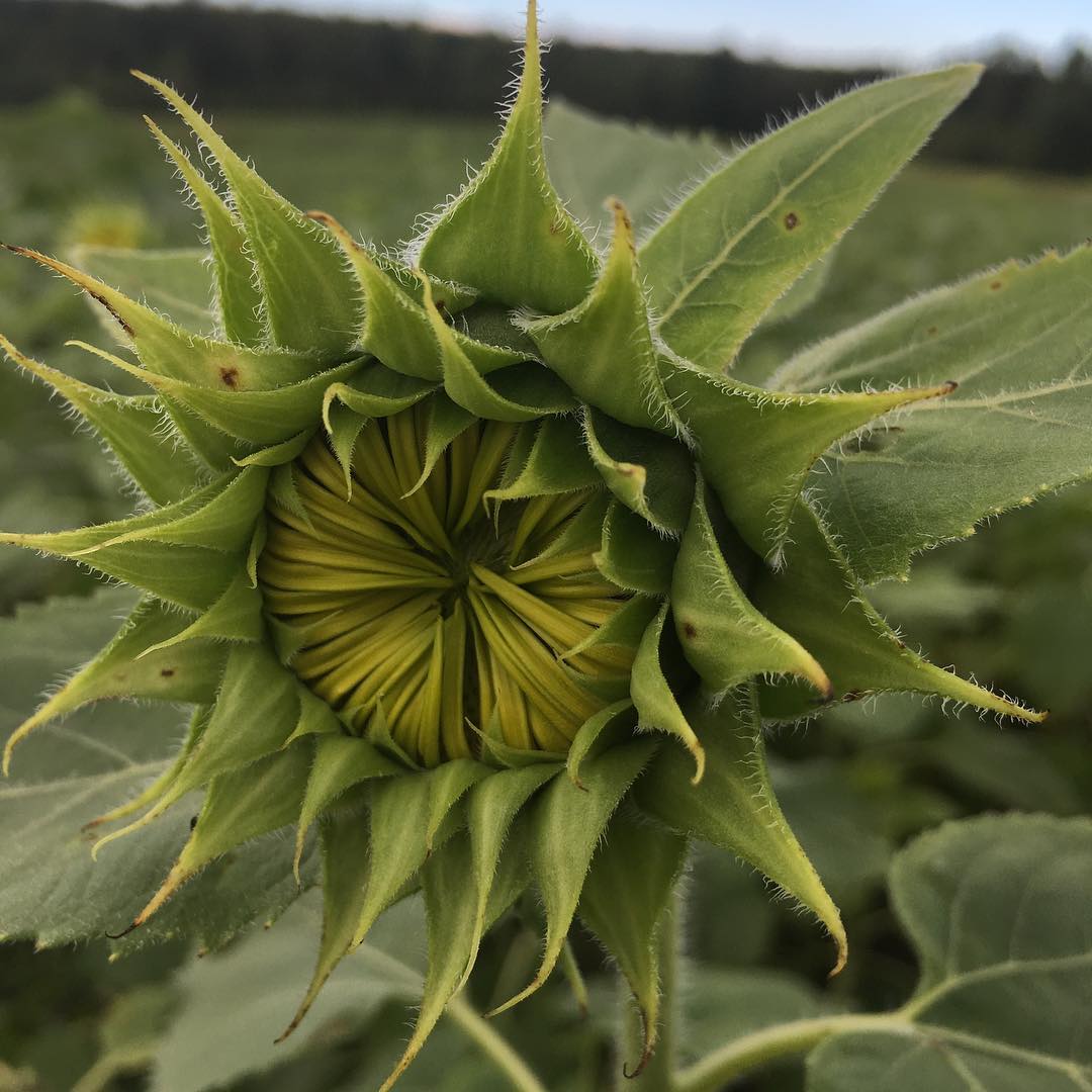 sunflower.jpg