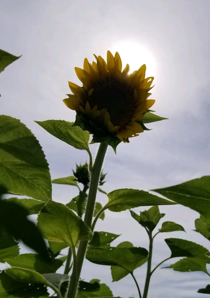 SUN-Flower.jpg