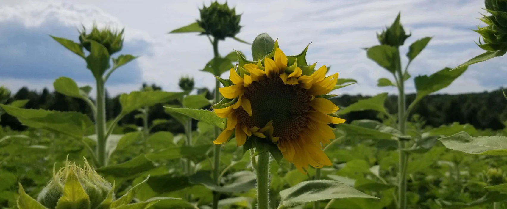 sunfloweropen.jpg