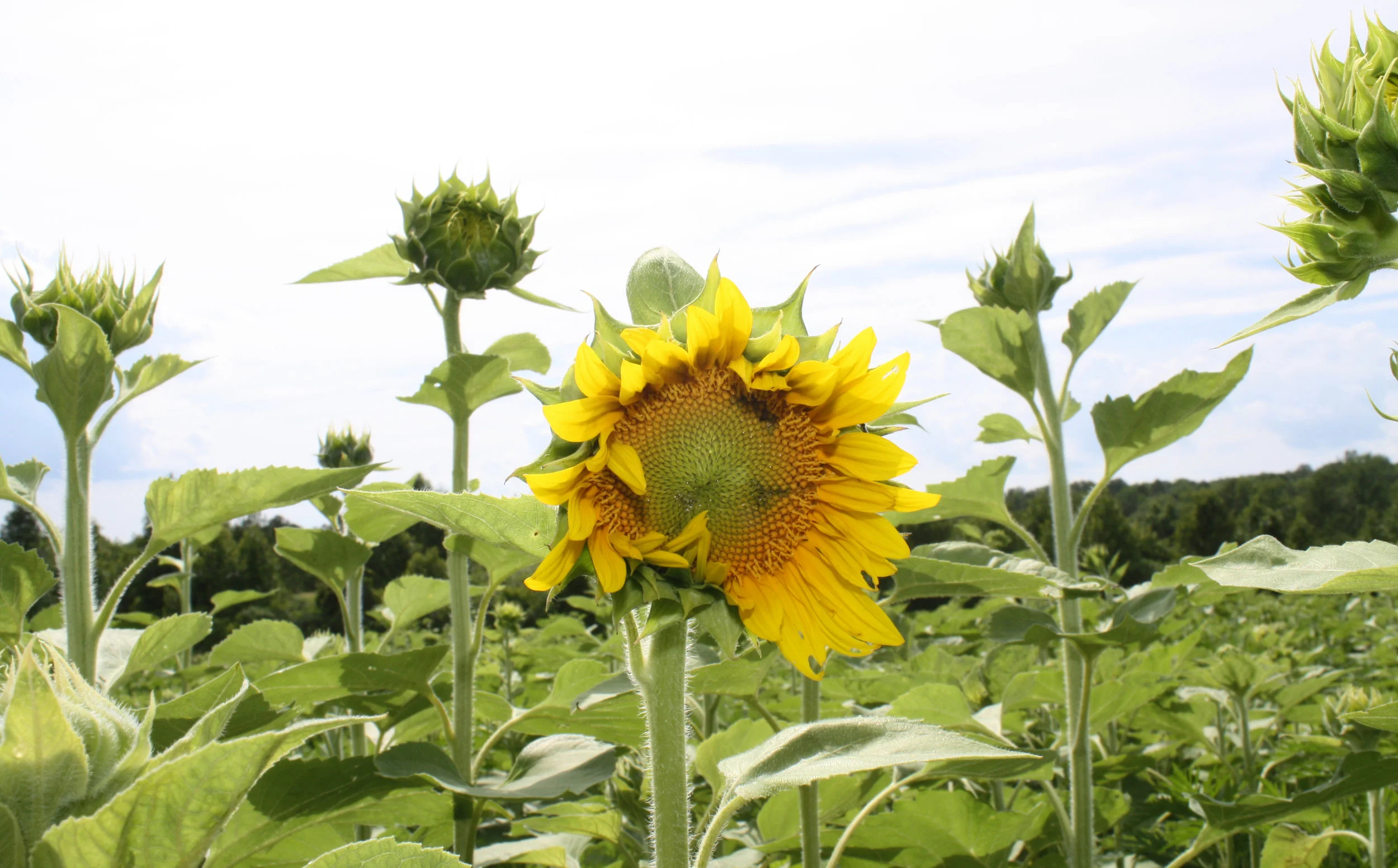 Sunflowerpopping.jpg