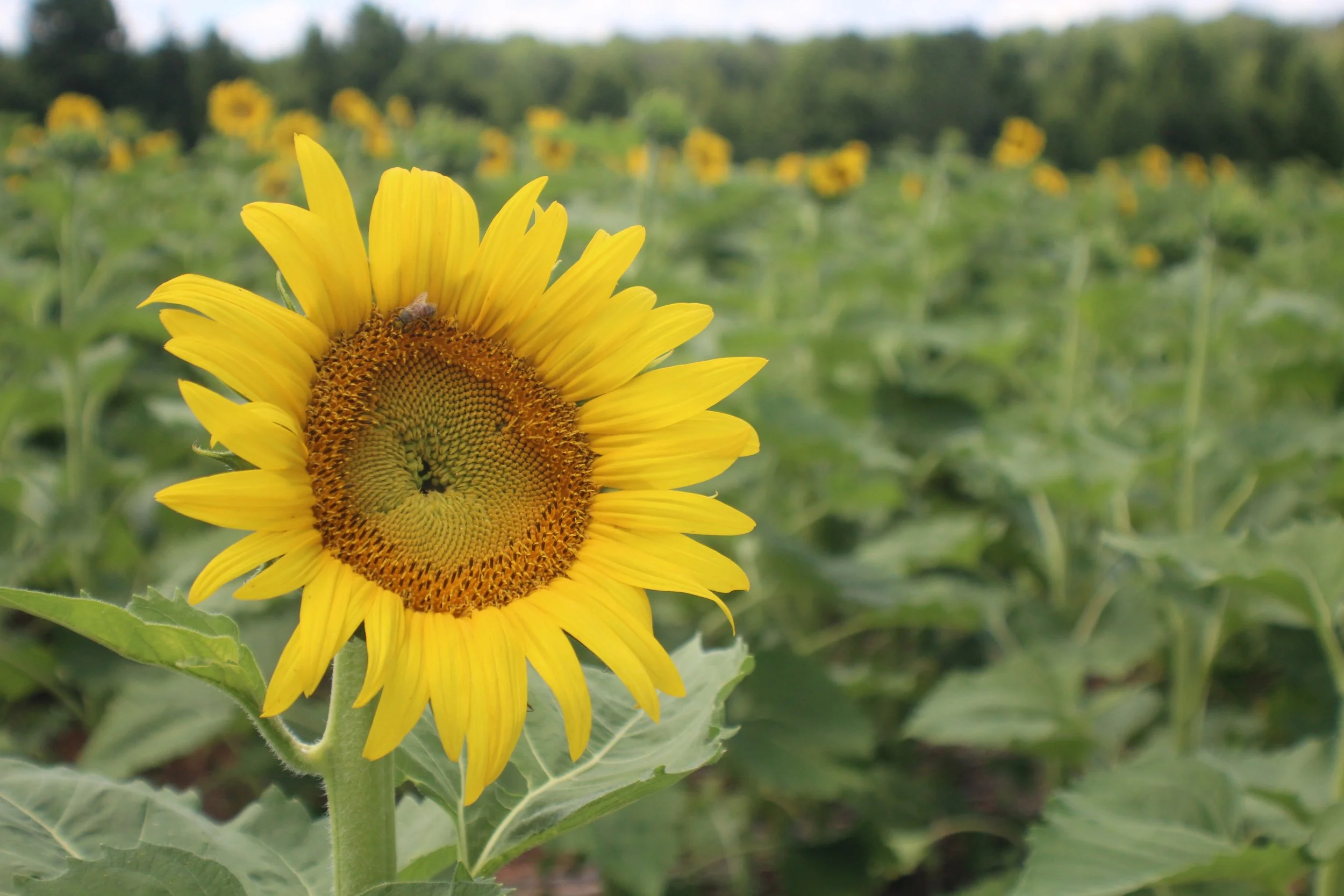 Sunflower Picking!!