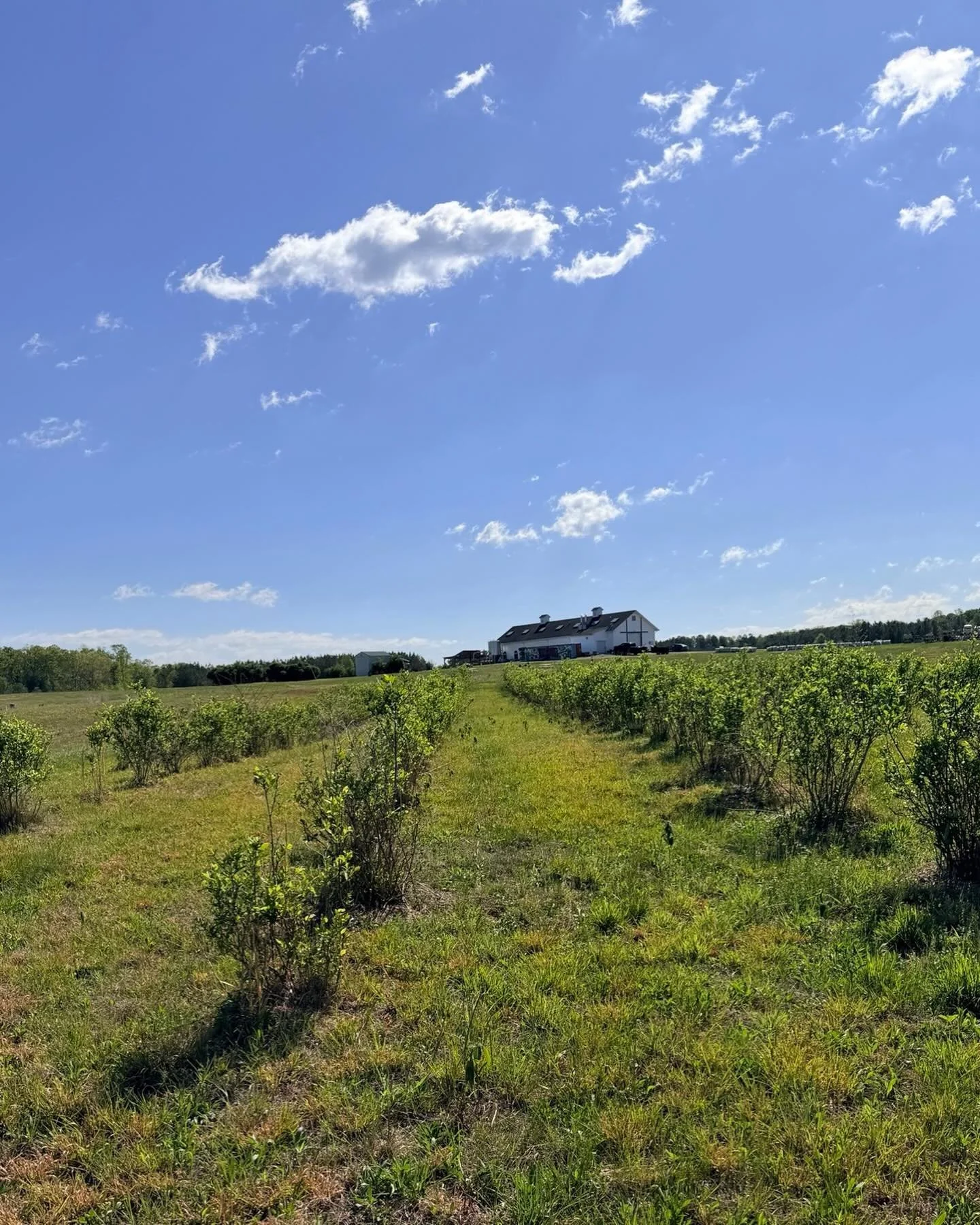 Blueberry Obsession Chocolate Stout is on tap. Funny story&hellip;In a comedy of errors, Lickinghole Creek&rsquo;s blueberry field of 500 blueberry bushes was all bushhogged down many years ago. The plants had just reached maturity. I was so upset, b