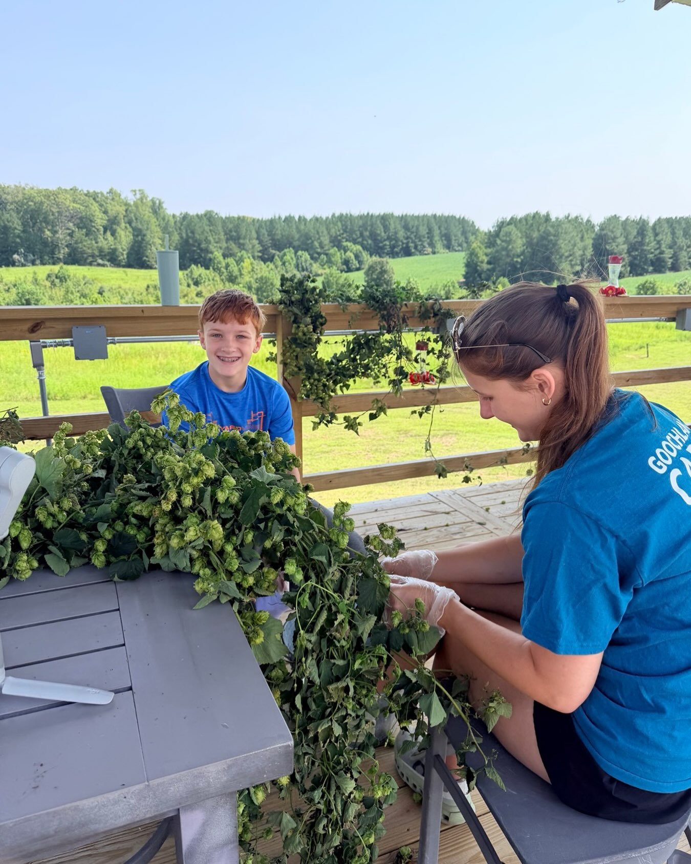 Hop Harvest. 2026 Dylan and Grace and I harvested hops today and will begin the drying process. #freshhops #hopbine #farmbrewery #farmlife