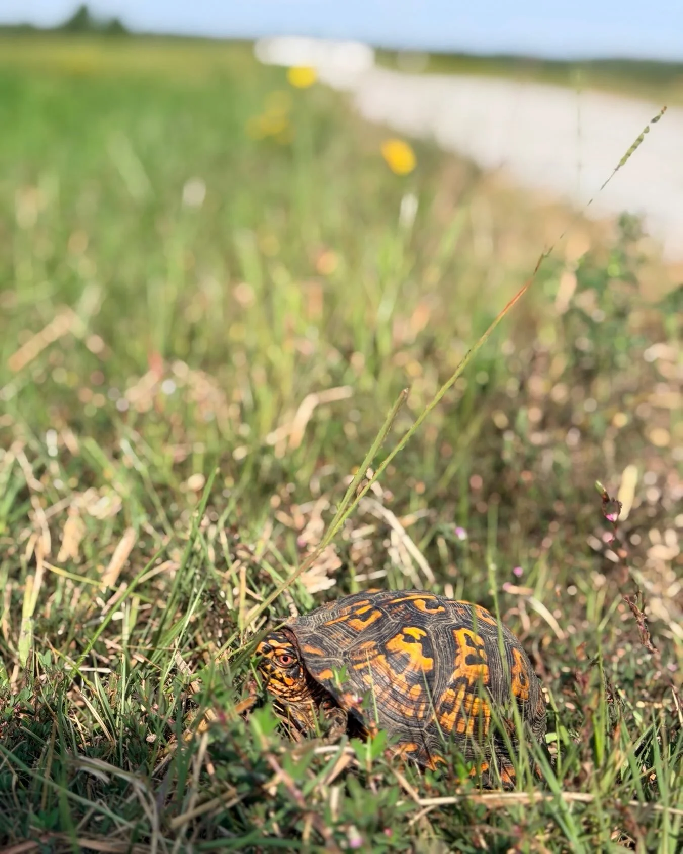 Free t-shirt to the first 10 customers who correctly identify the species of turtle making its way through the grass at Lickinghole Creek.

This farm is more than the place where we grow ingredients and make beer. It&rsquo;s habitat&mdash;fields, cre