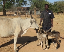 Dairy cows and goats are provided for pastor support.