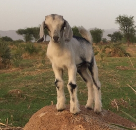 Healthy goats, cattle, and poultry are essential for food security in the Nuba.