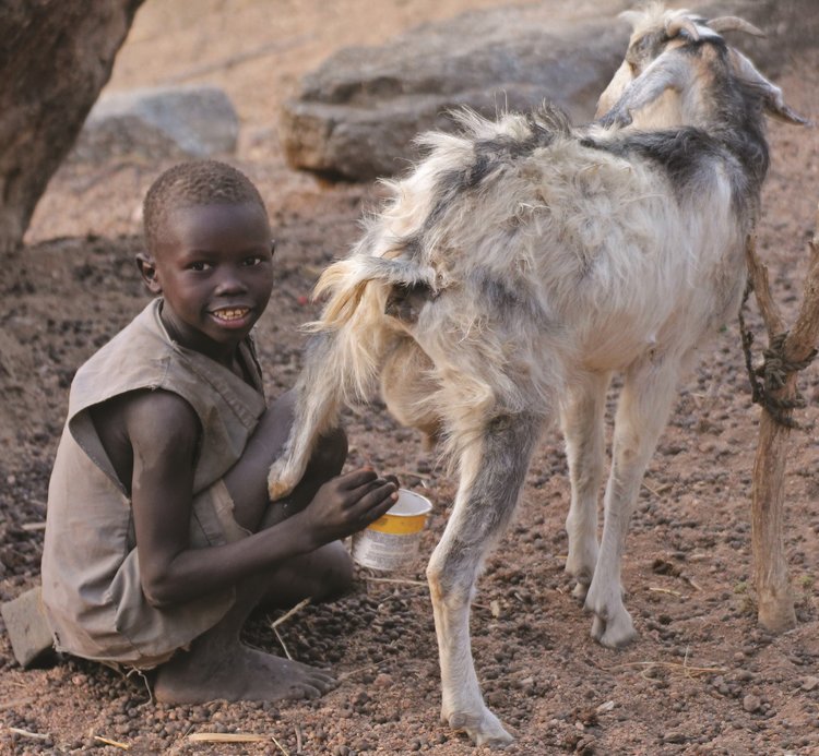 Boy milking goat.jpg