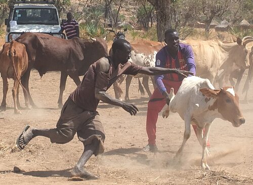 Catching cattle for treatment