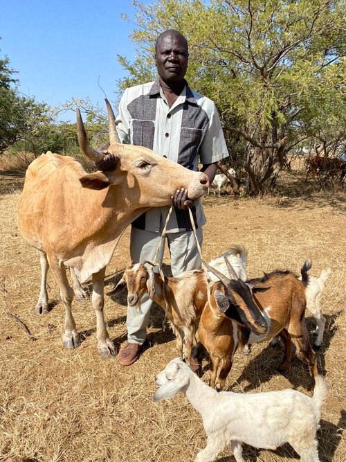 A pastor receives dairy animals