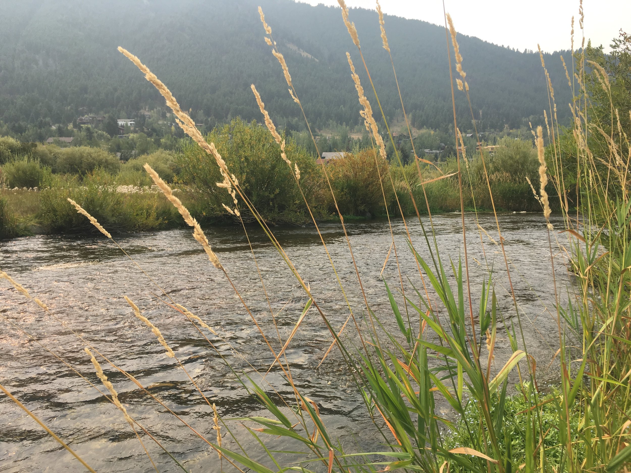 Native Plant Society Presentation