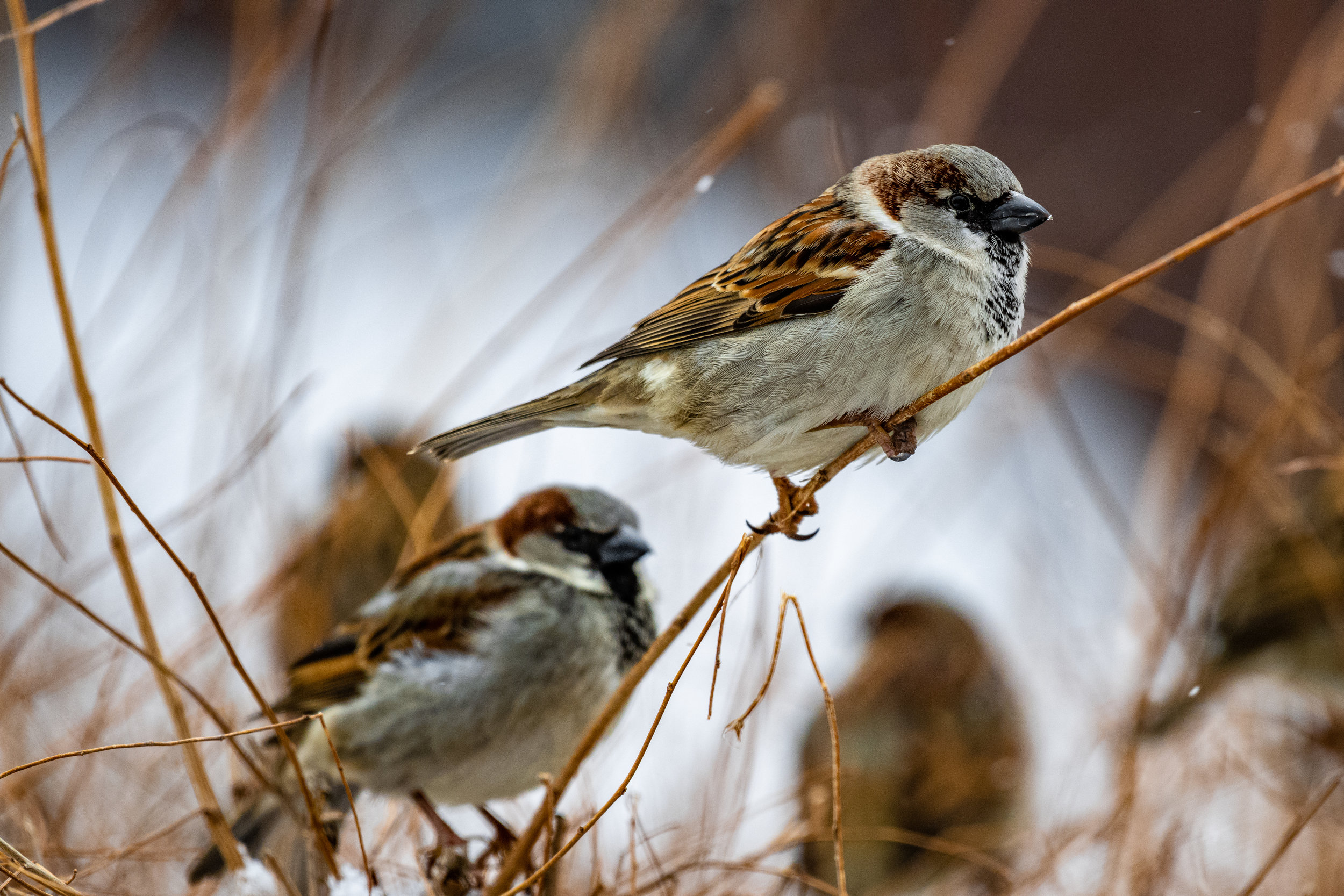TCD March Board Meeting