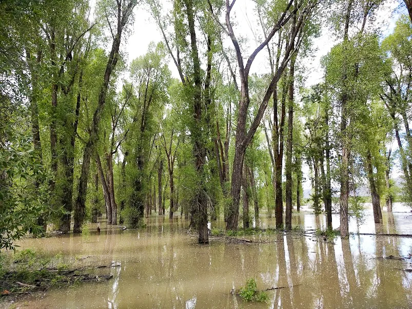 Spring flooding on the west bank of the Snake River in 2017.