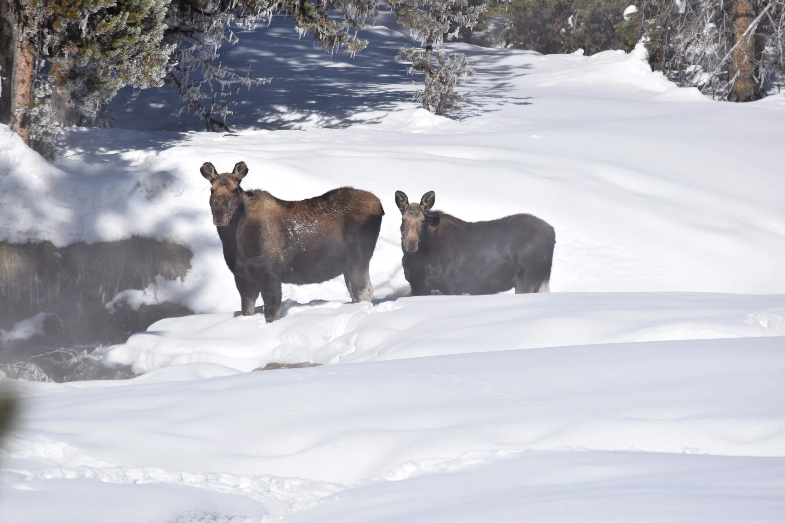 Wilson Moose Collared for New Study