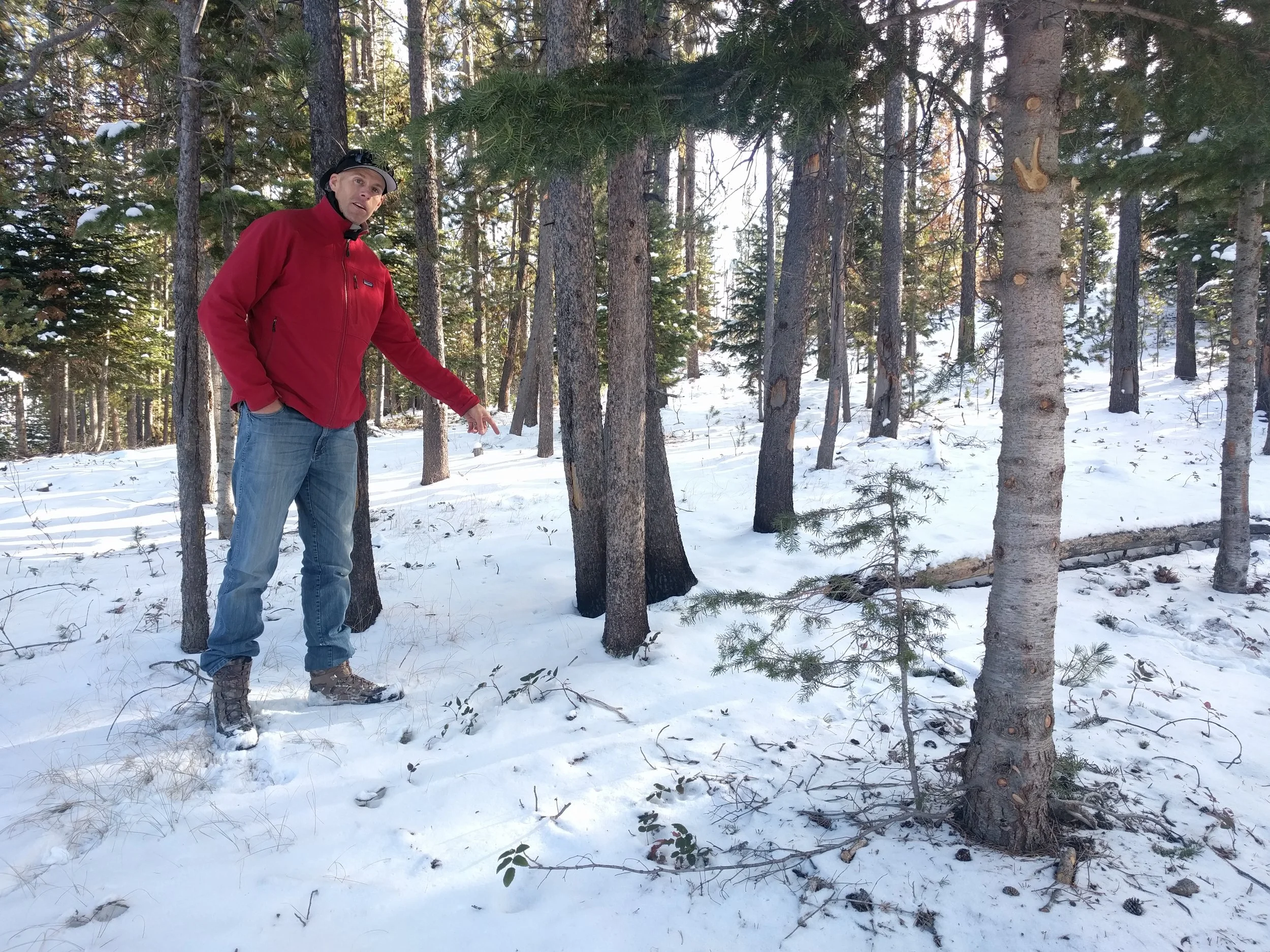 Robb dropping some tree knowledge last fall.