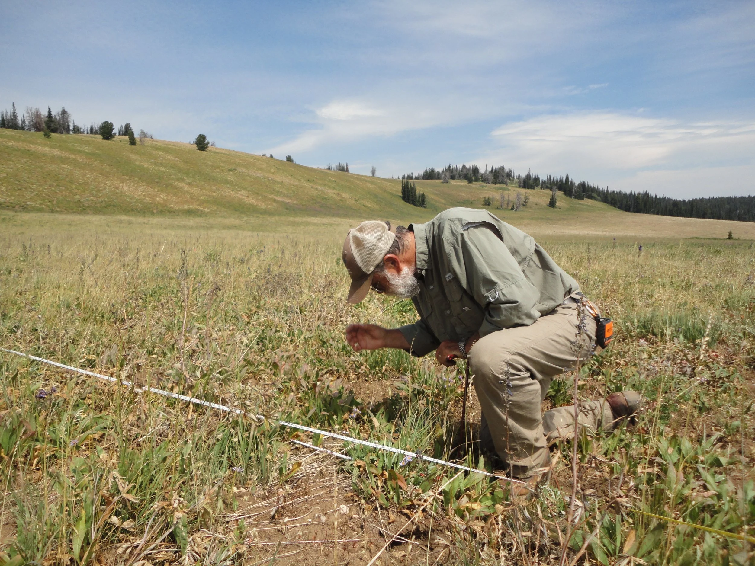 Chuck Butterfield, PhD with Y2 Consultants identifies plant species during rangeland monitoring. Photo credit: Robb Sgroi.