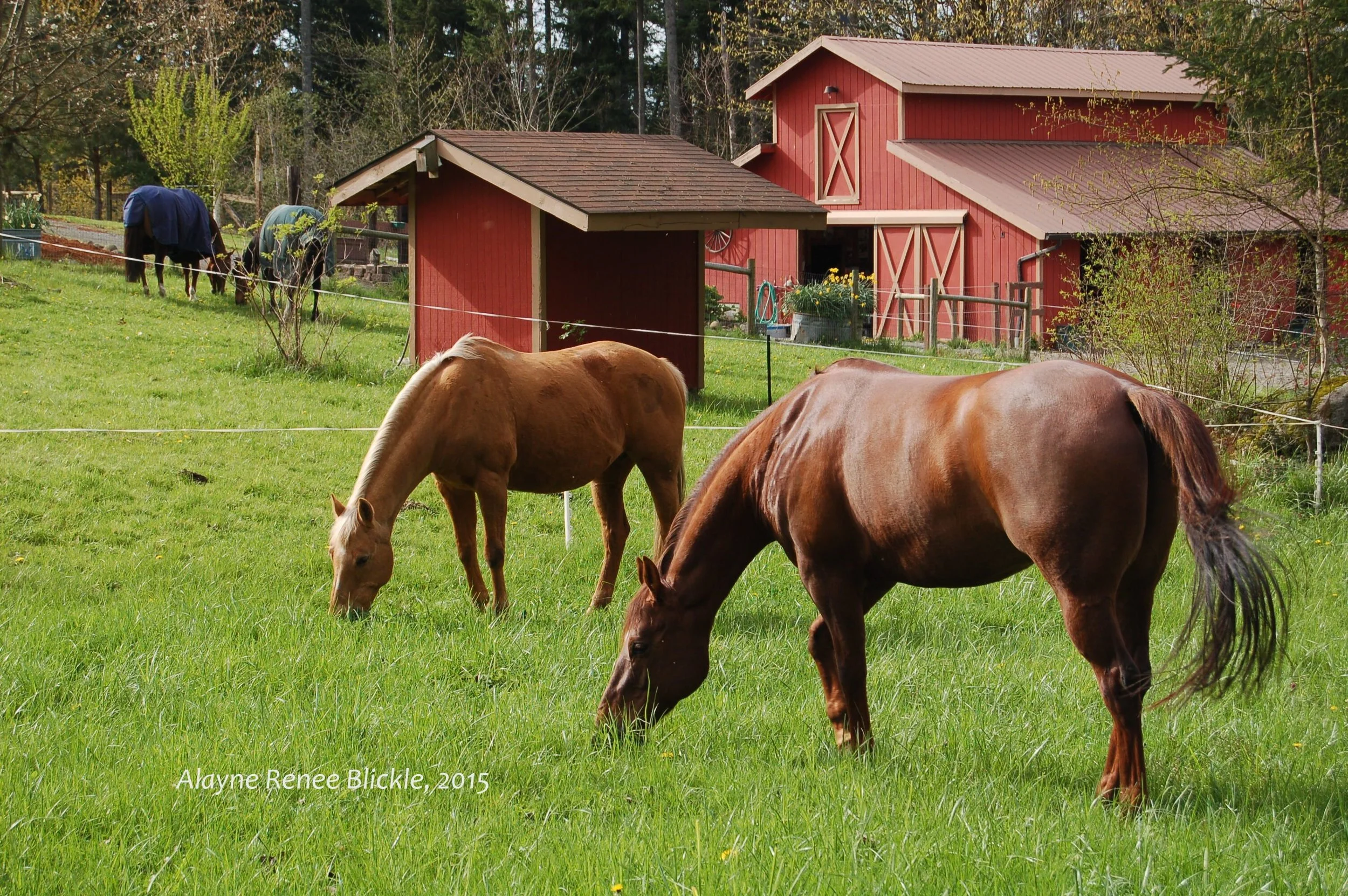 Horses for Clean Water at Teton County Fair 