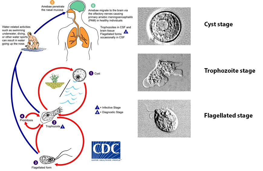 This diagram created by the CDC shows the different life stages of Naegleria fowleri .