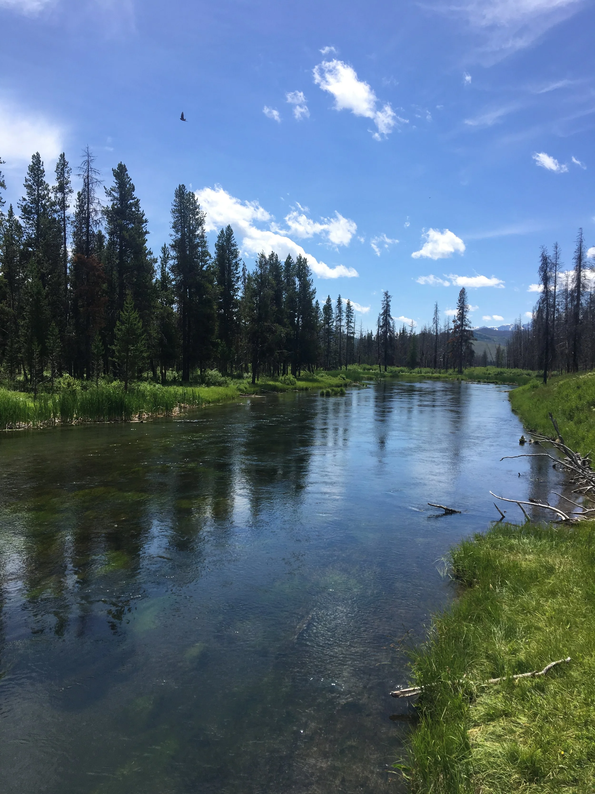 Who nose what's in our hot springs? 